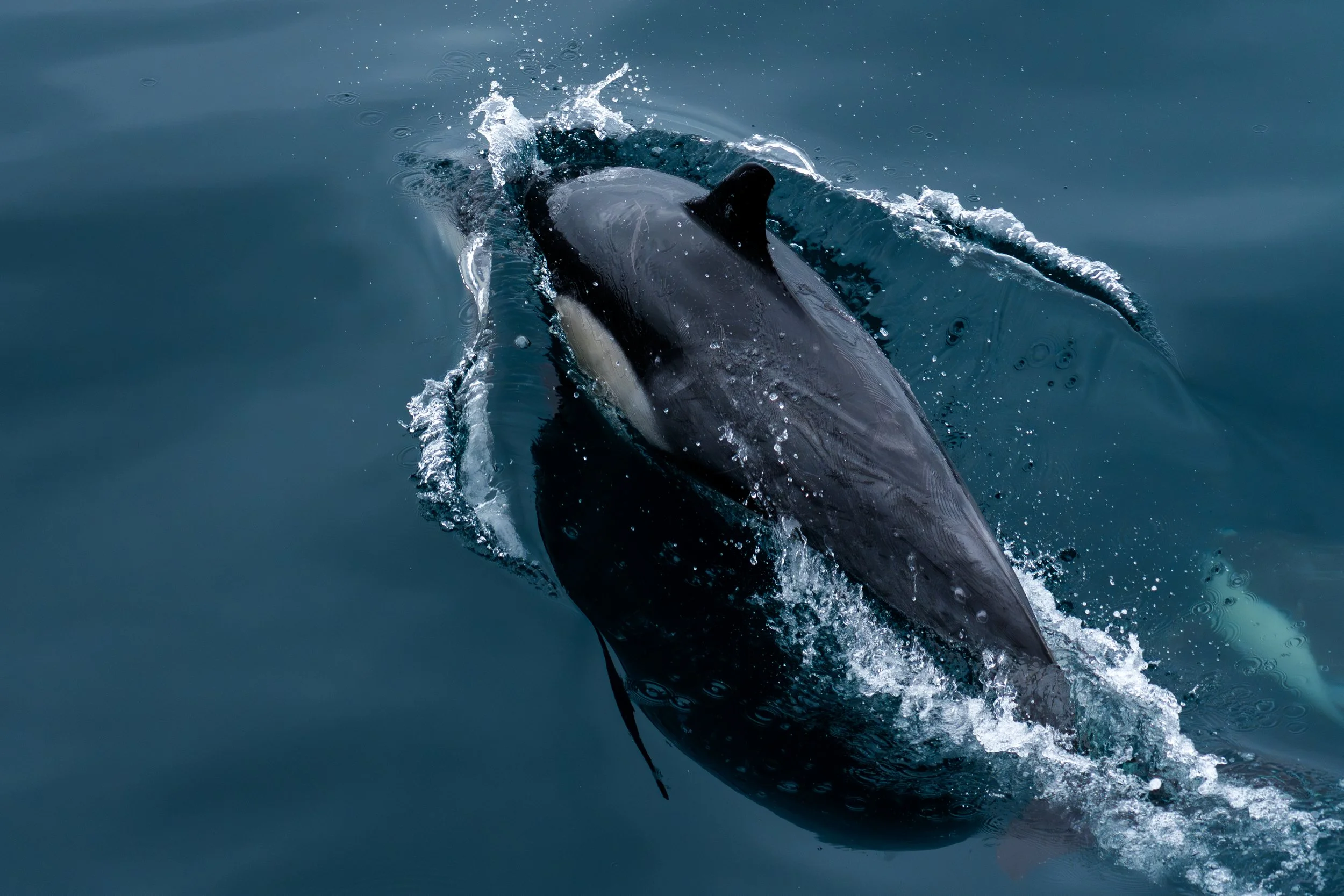 Common Dolphin Breach.jpg