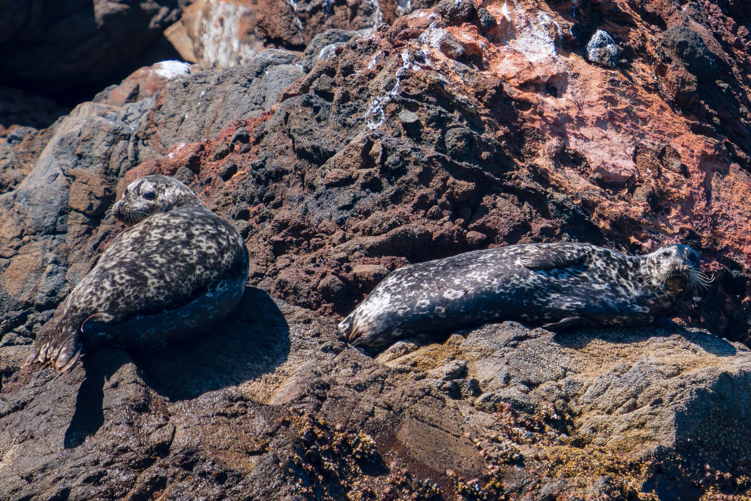 Harbor Seals on Alert.jpg