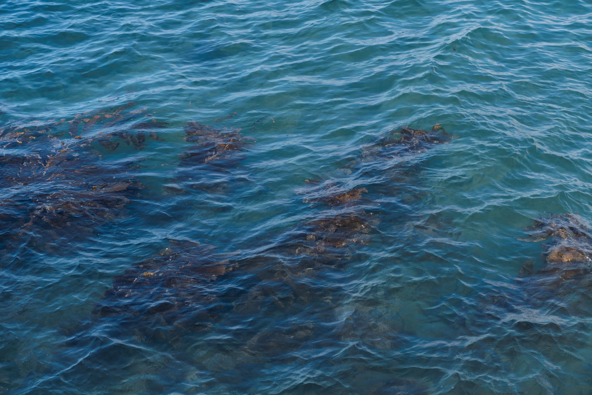 Kelp at Prisoner's Harbor.jpg