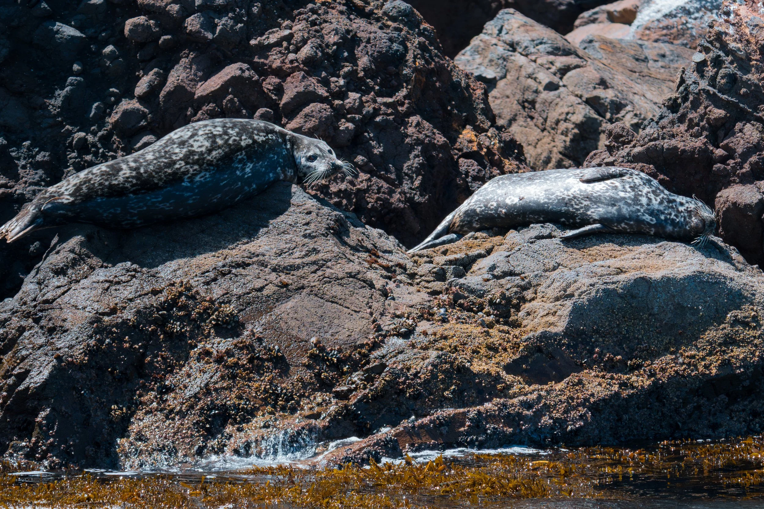 Harbor Seals Look and Lounge.jpg