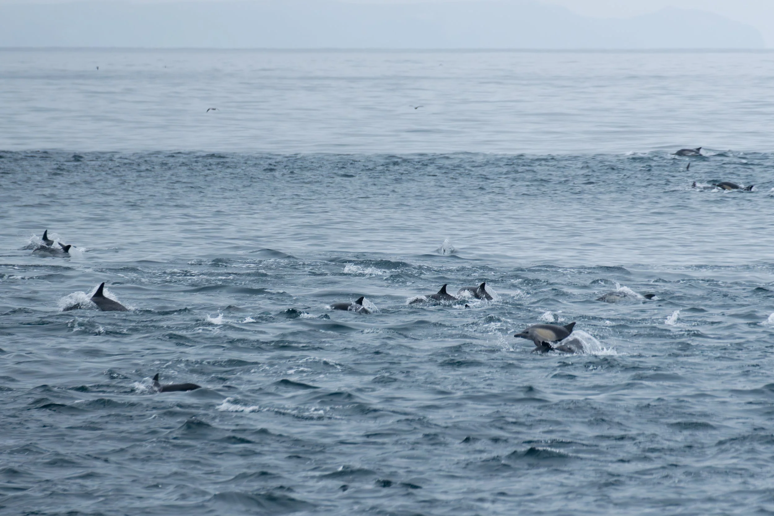 Common Dolphin Superpod.jpg
