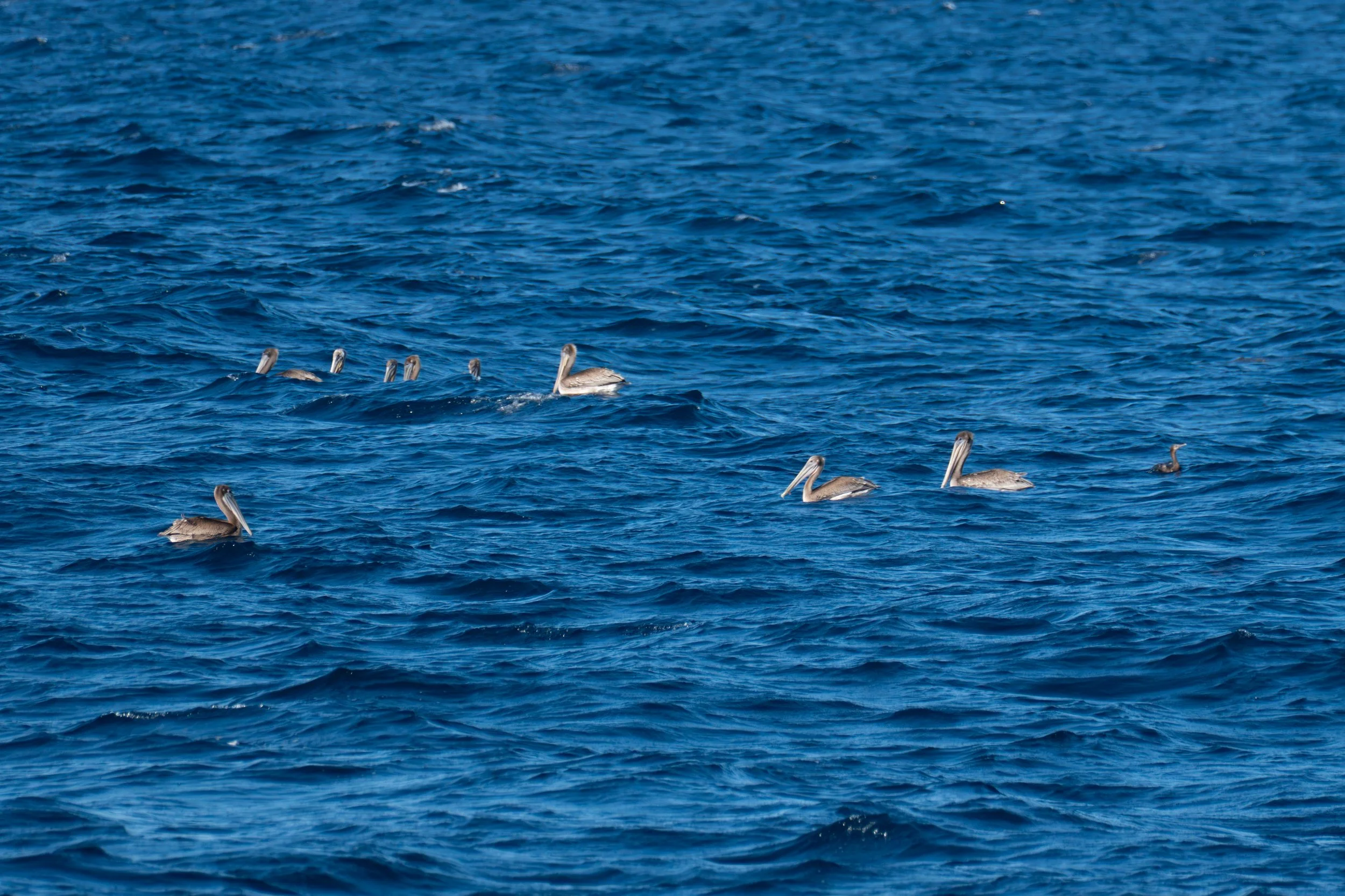 Pelicans in Santa Barbara Channel.jpg