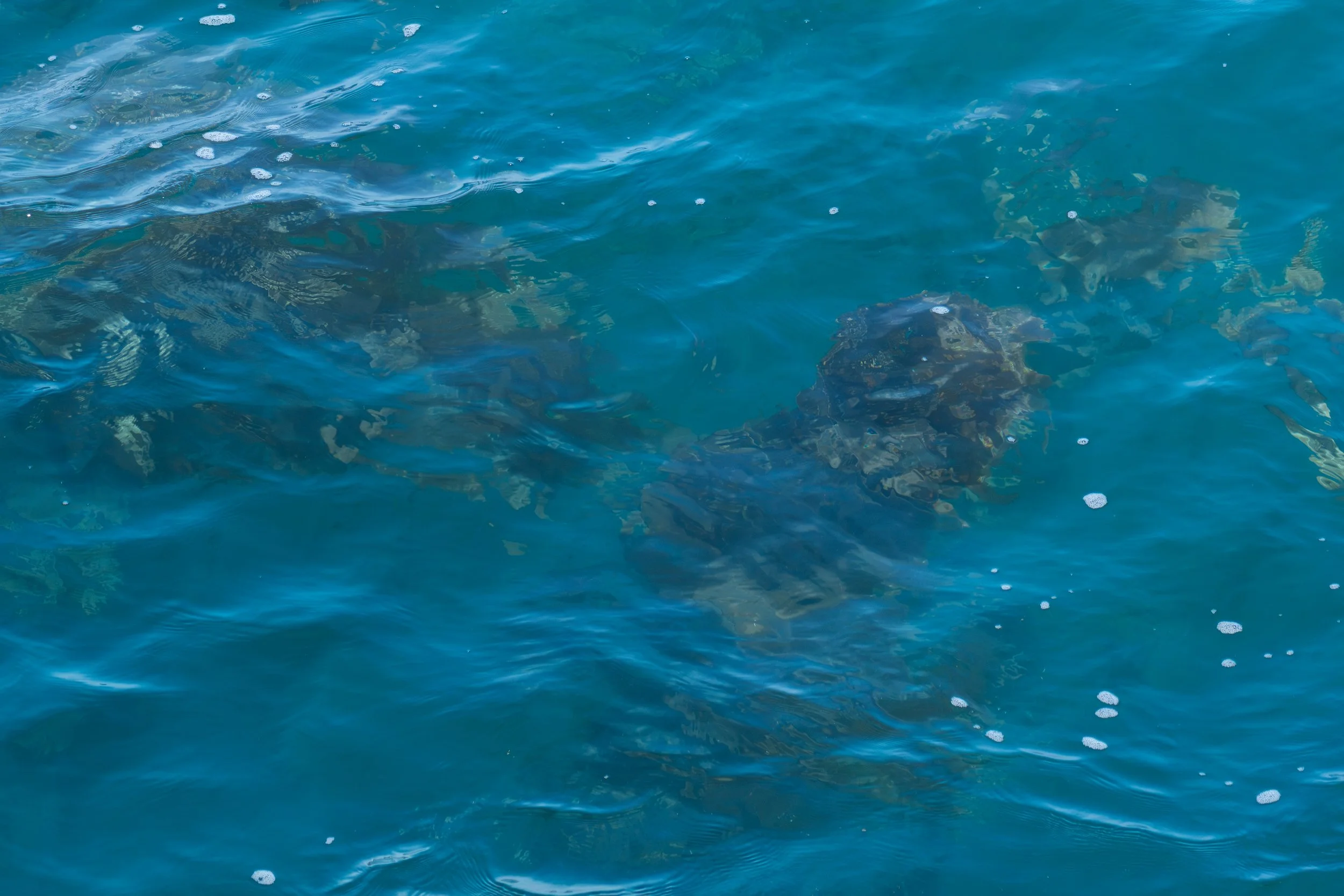 Kelp in Water - Prisoner's Harbor.jpg