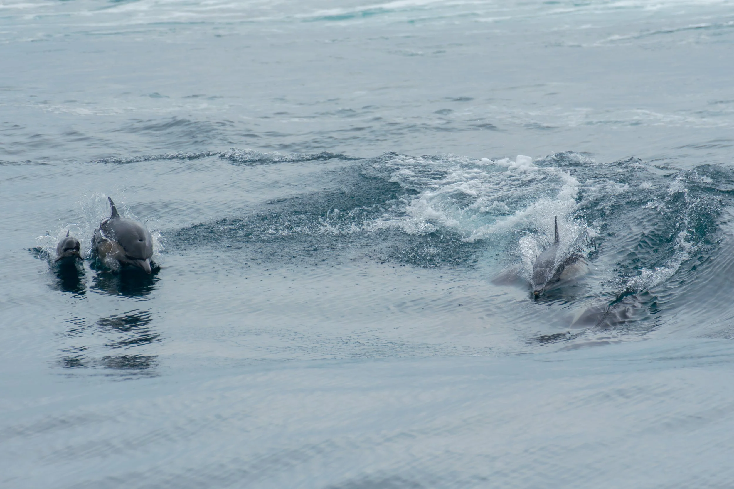 Mum and Calf with Pod.jpg
