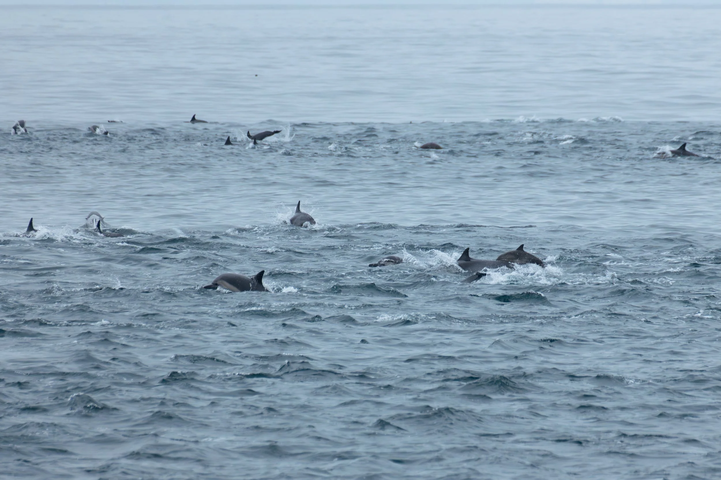 Common Dolphin Superpod in Motion.jpg
