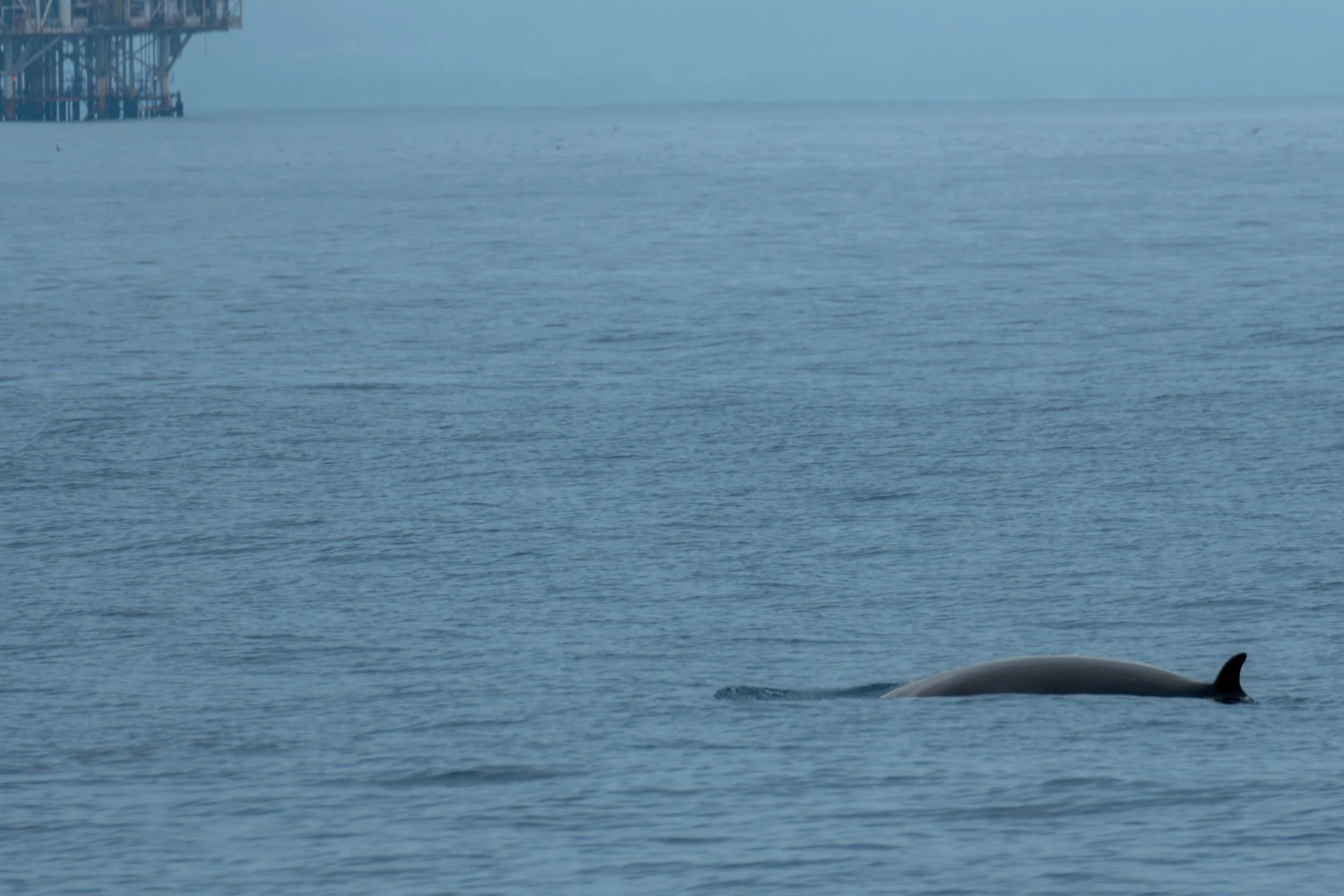 Mystery Whale with Gilda.jpg
