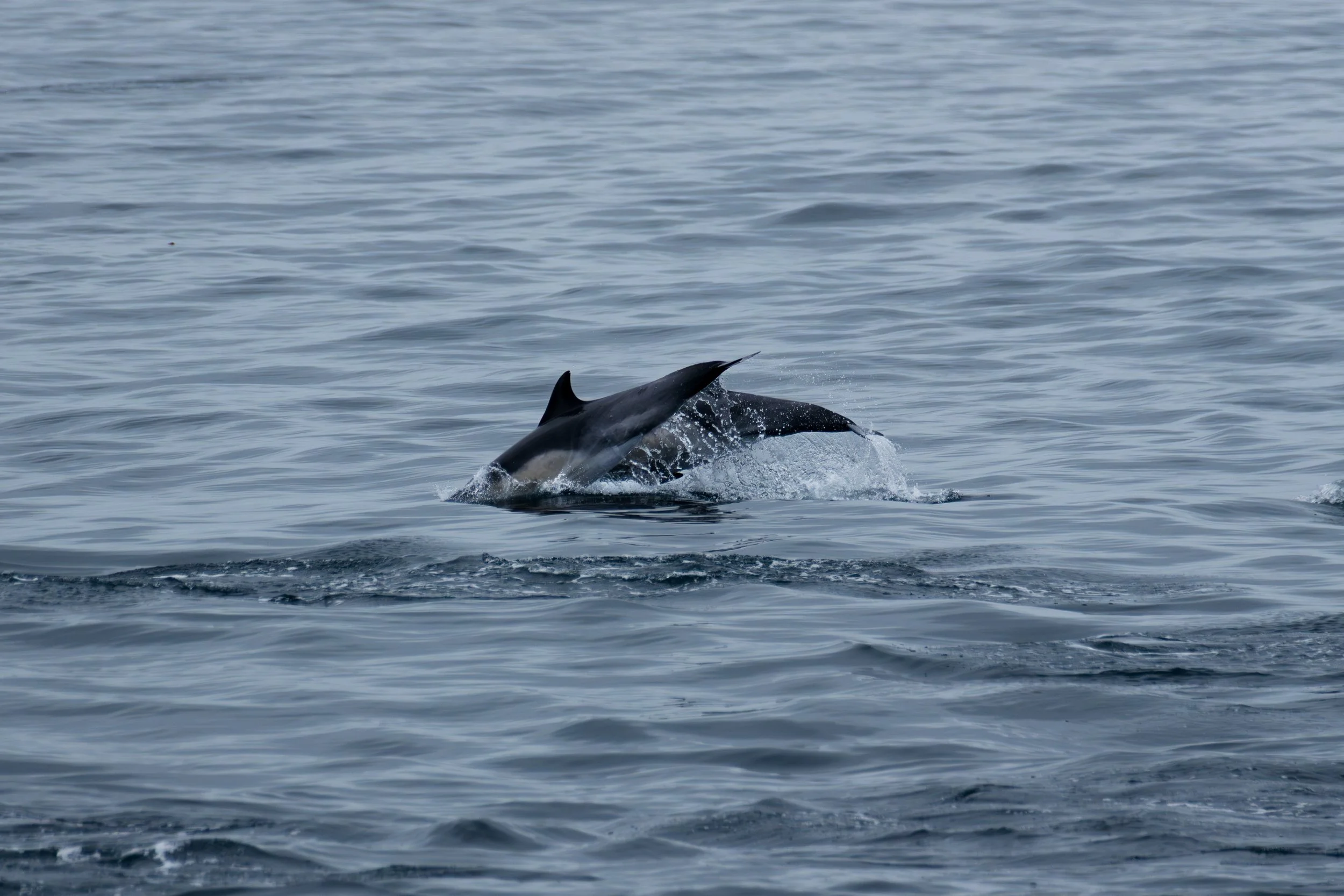 Dolphin Tail Jump.jpg