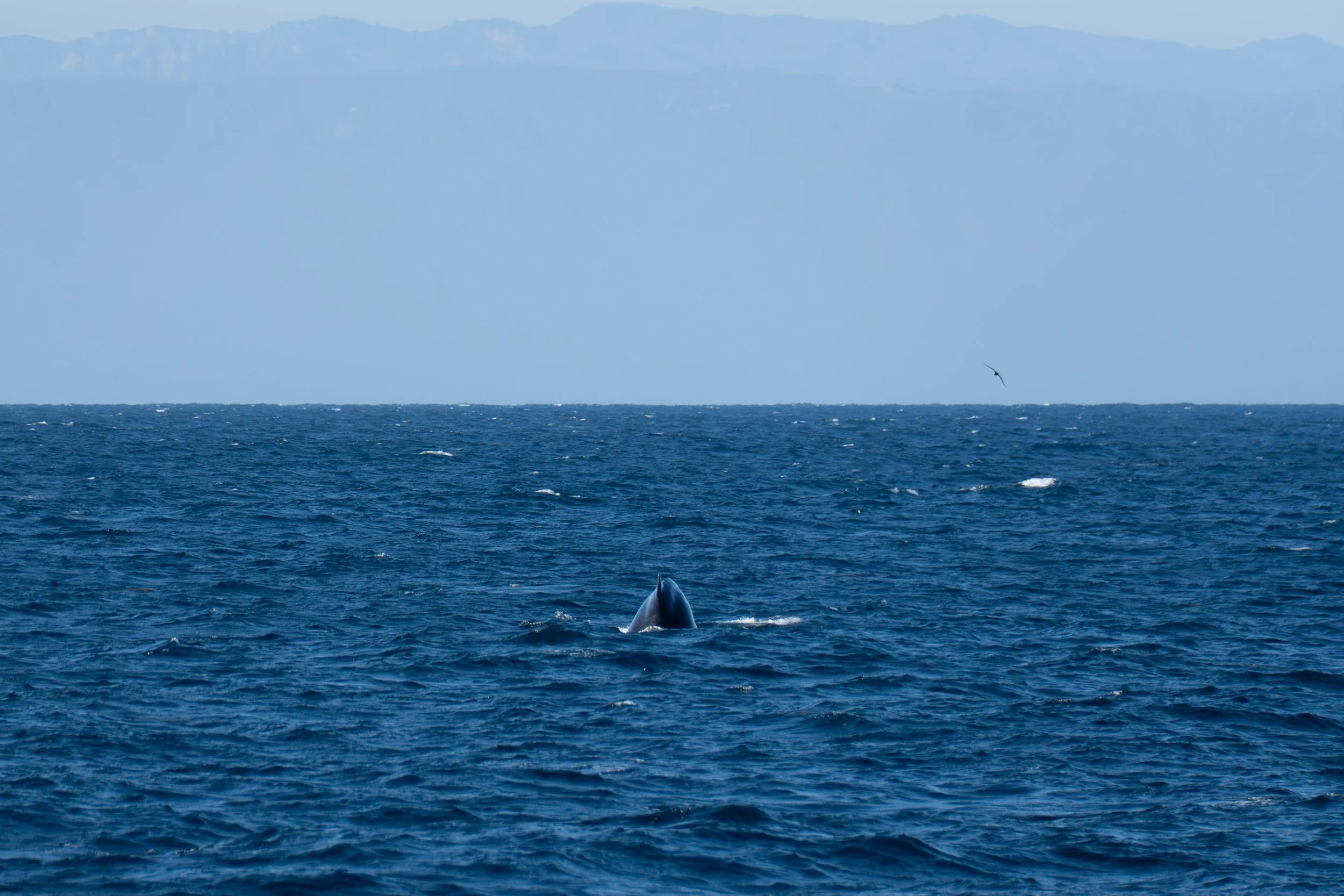Whale.jpg