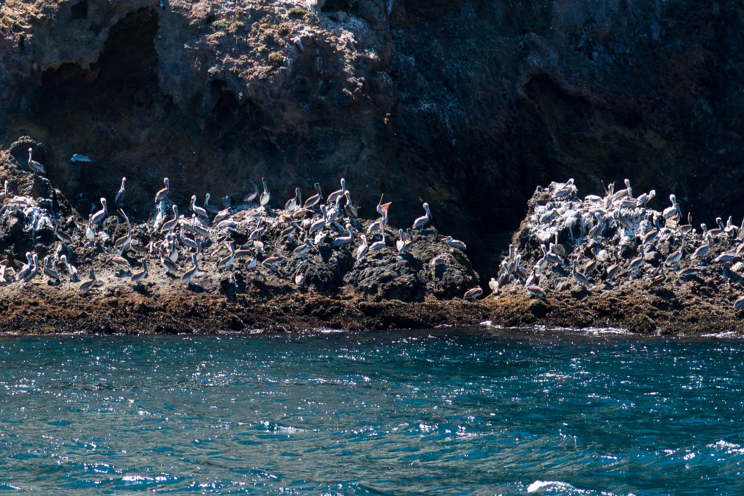 Pelican Rock.jpg