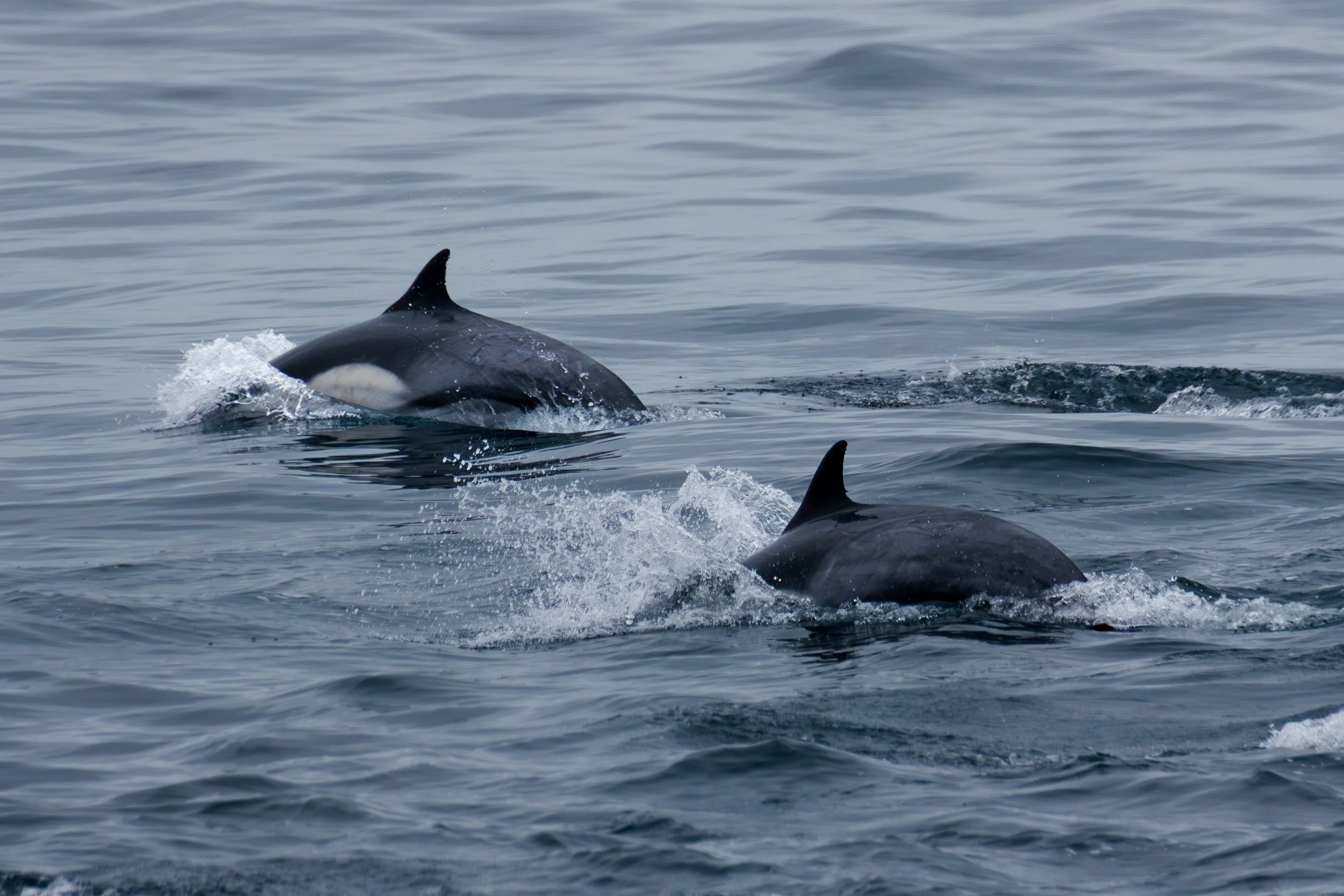Common Dolphin Arch.jpg