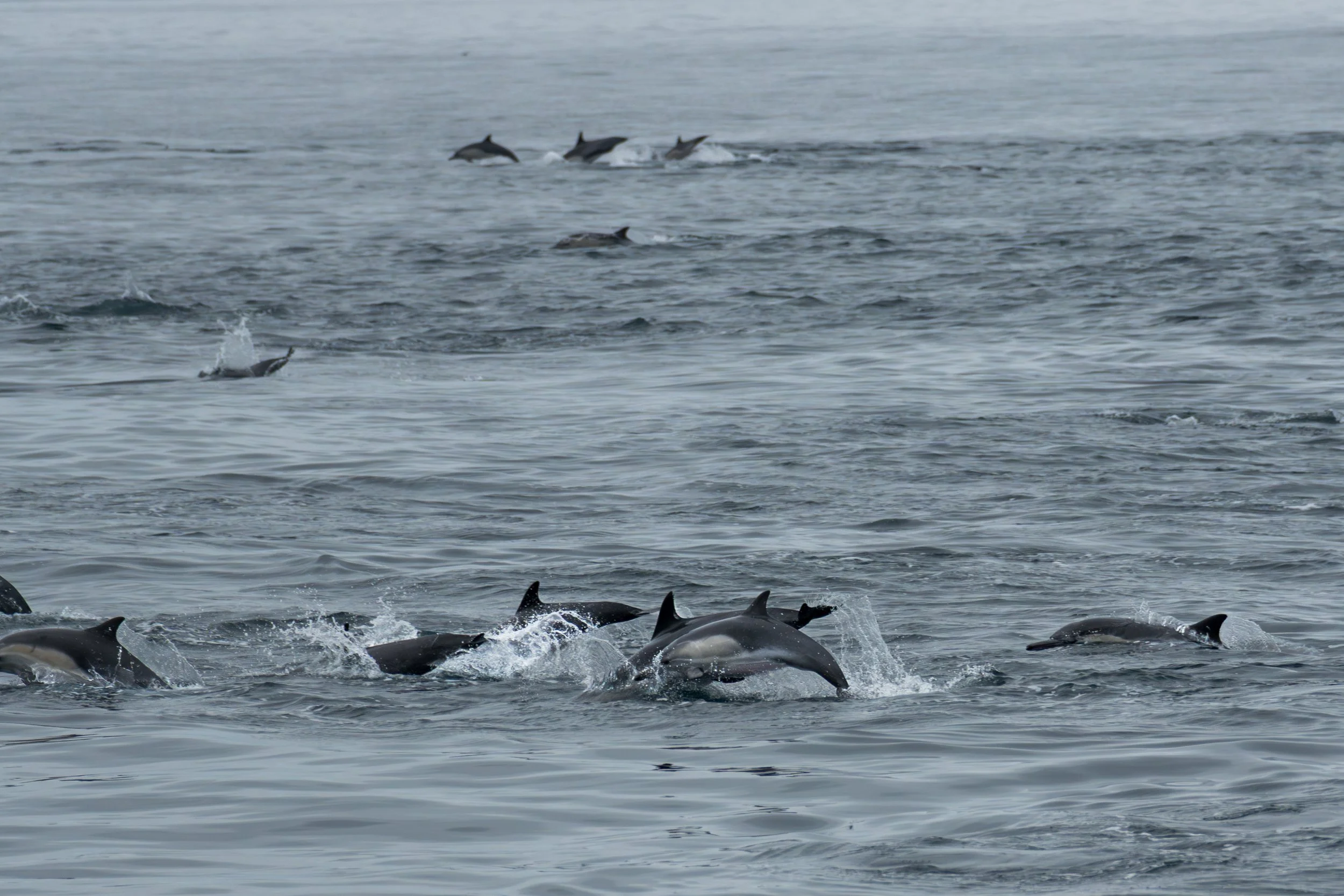 Common Dolphin Superpods in Motion on Pacific.jpg