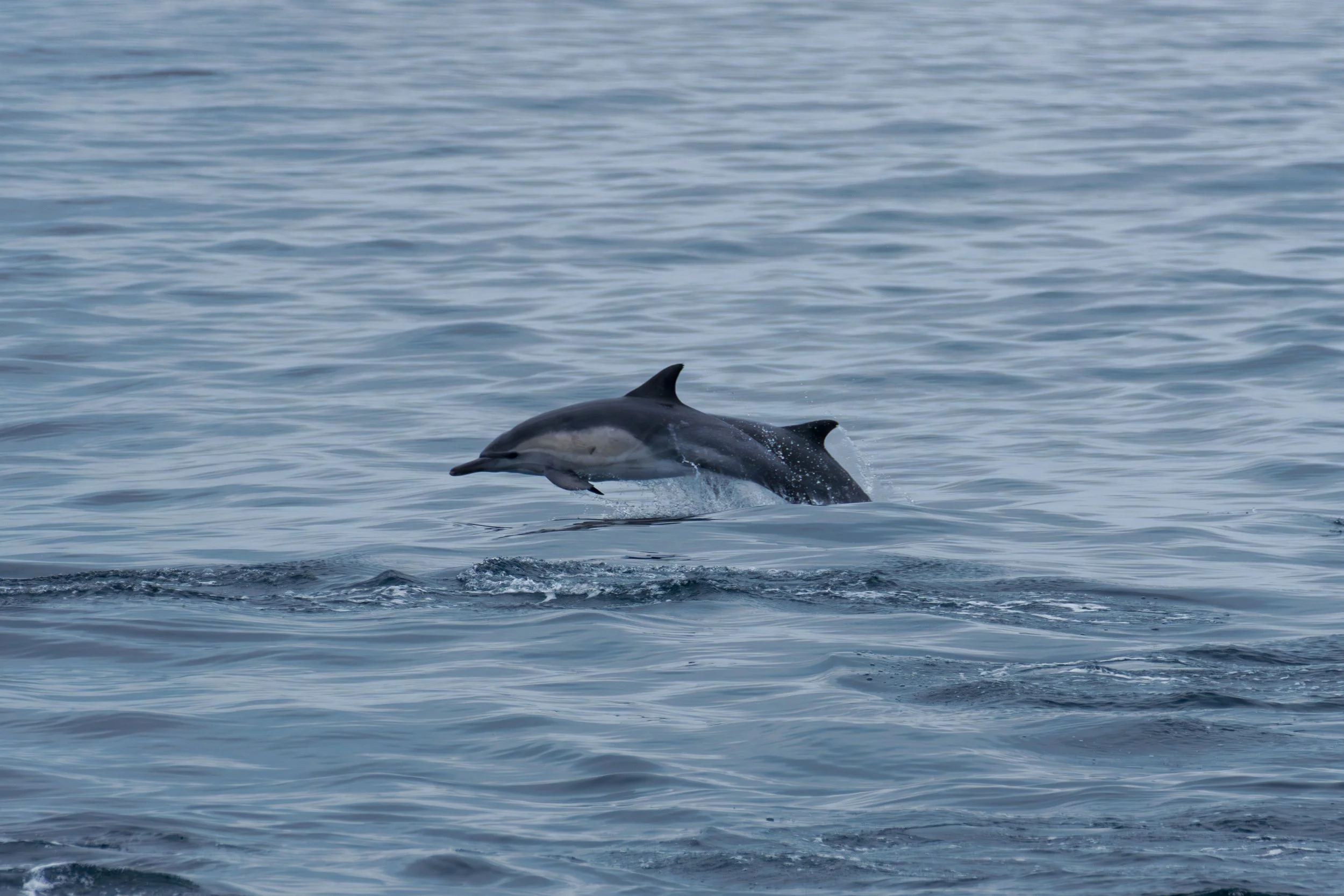 Common Dolphins in Sync.jpg