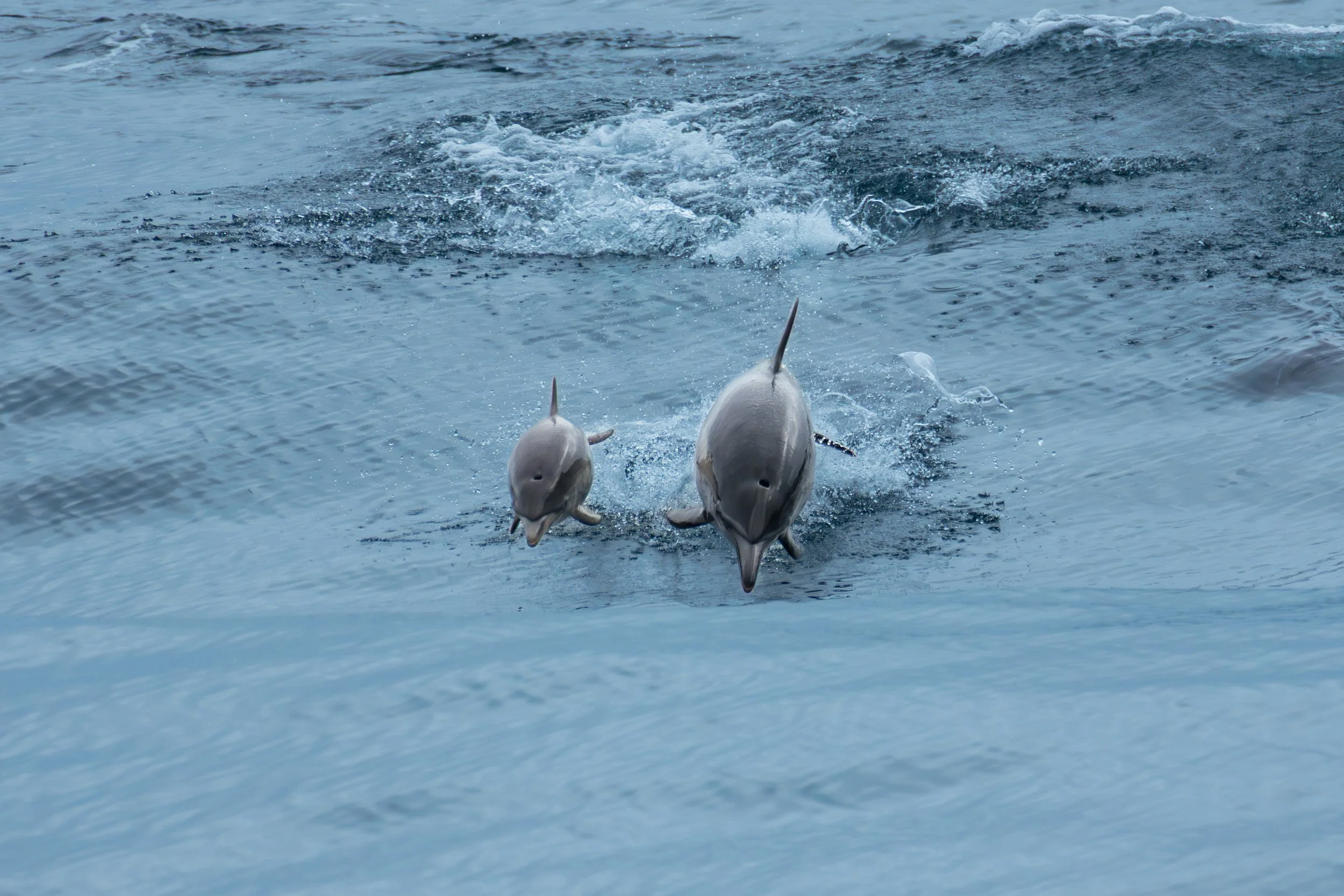Mum and Calf - Calf Dives.jpg