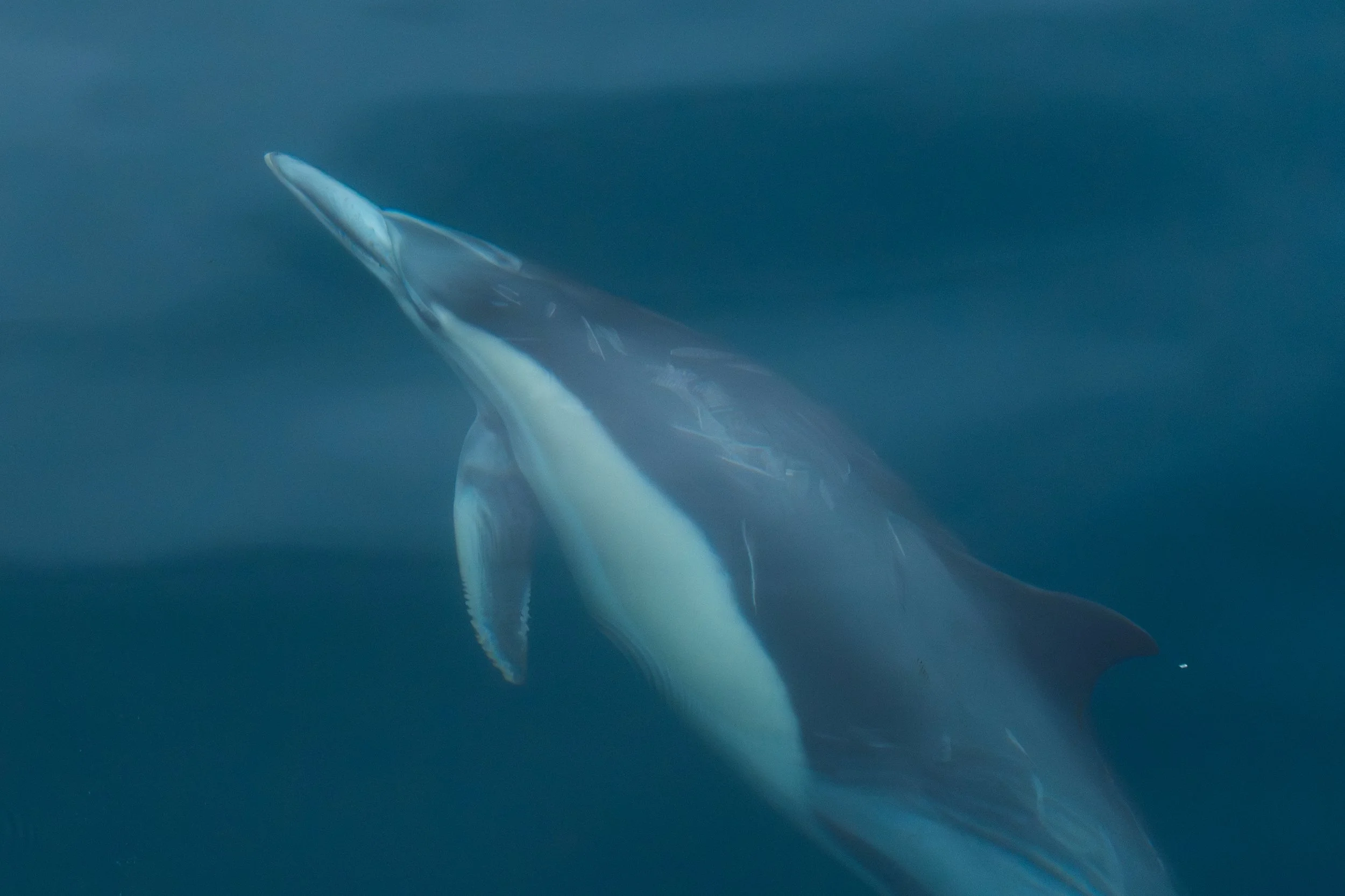 Common Dolphin Swims Underwater.jpg