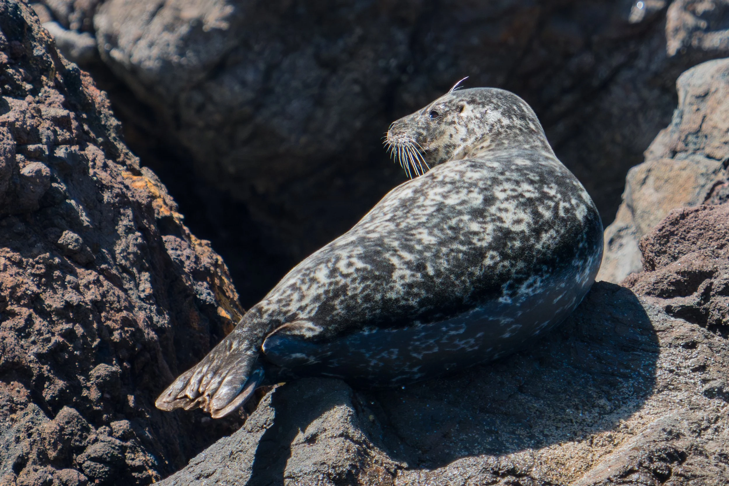 Harbor Seal Sunbating.jpg
