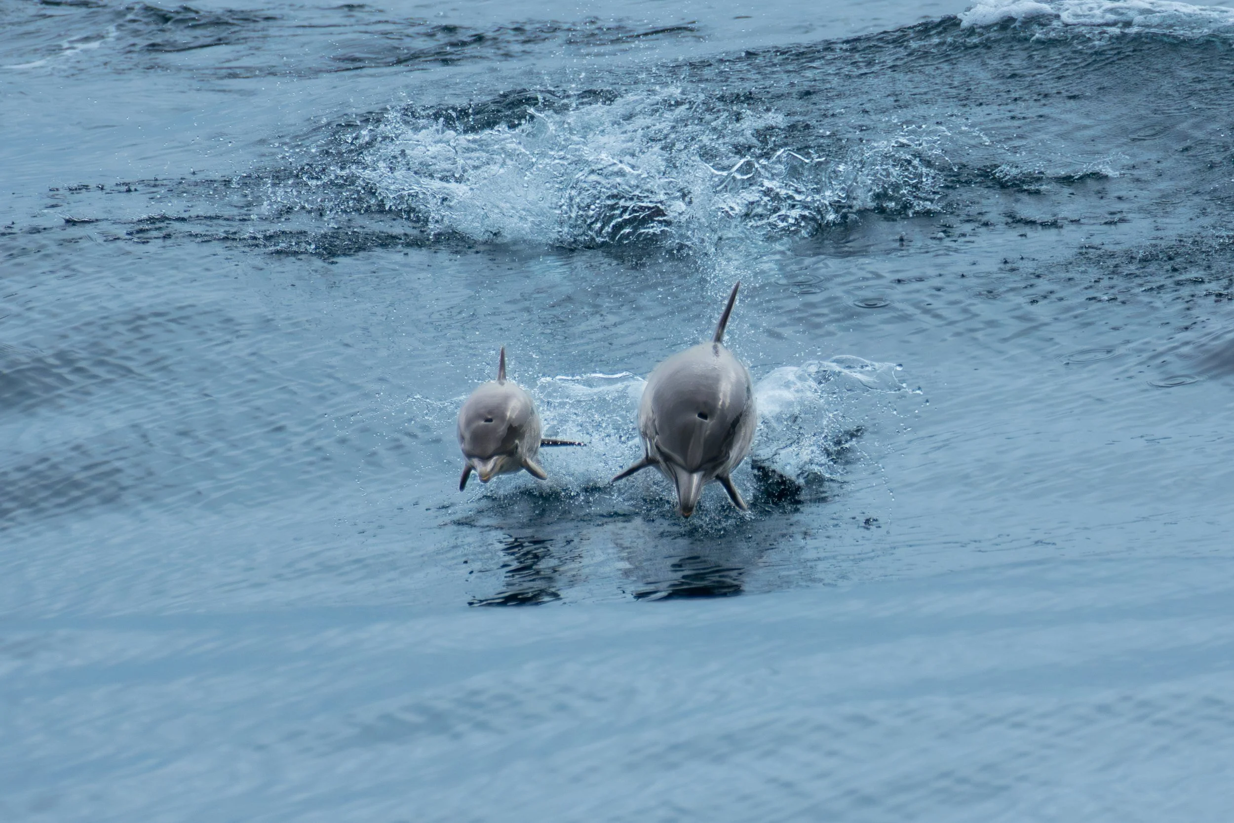 Mum and Calf - Calf in Training.jpg