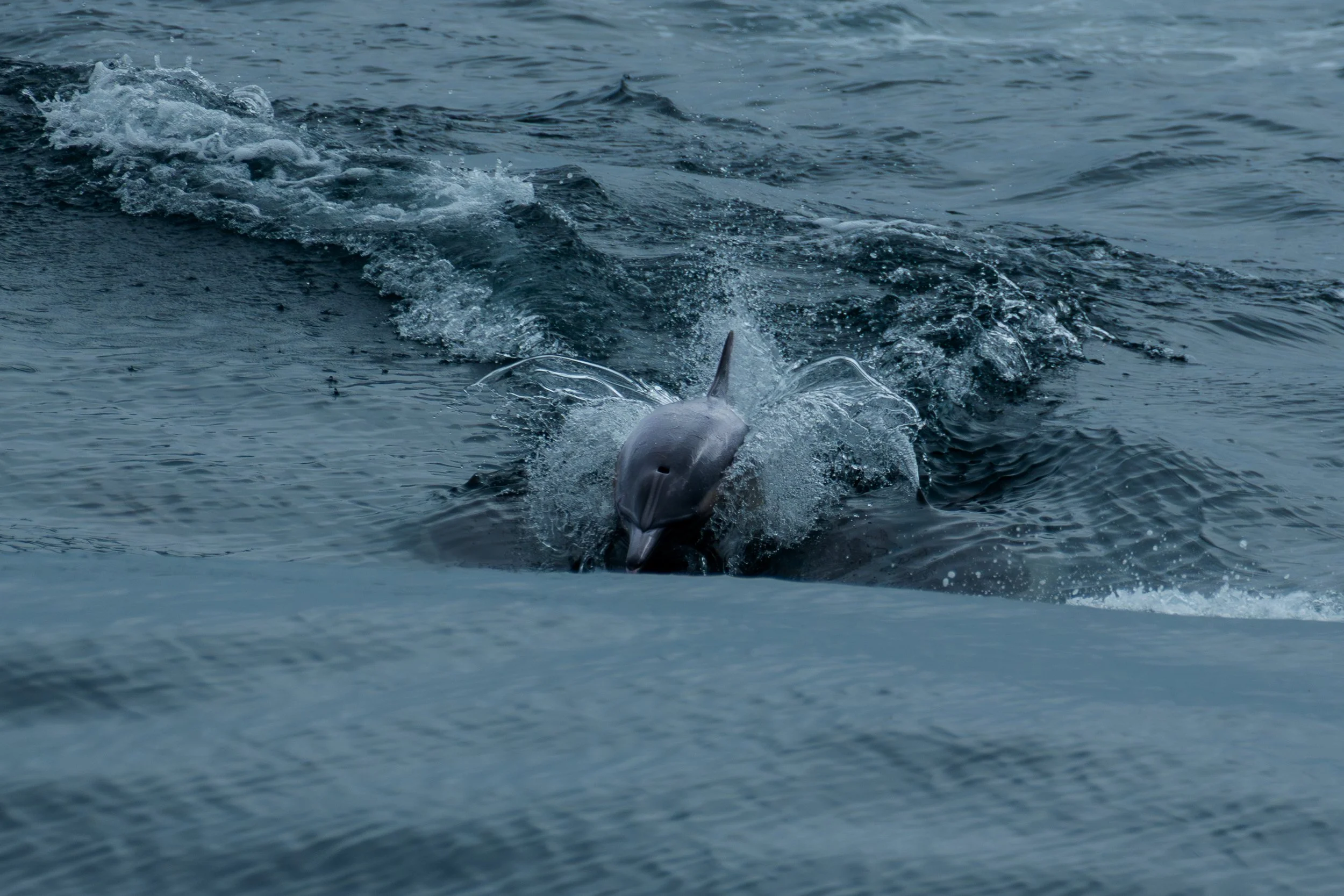 Dolphin Charges.jpg
