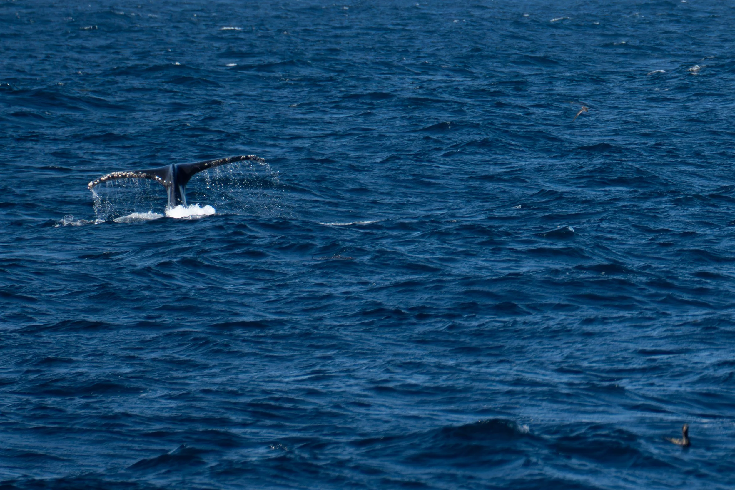 Humpback Whale 2.jpg
