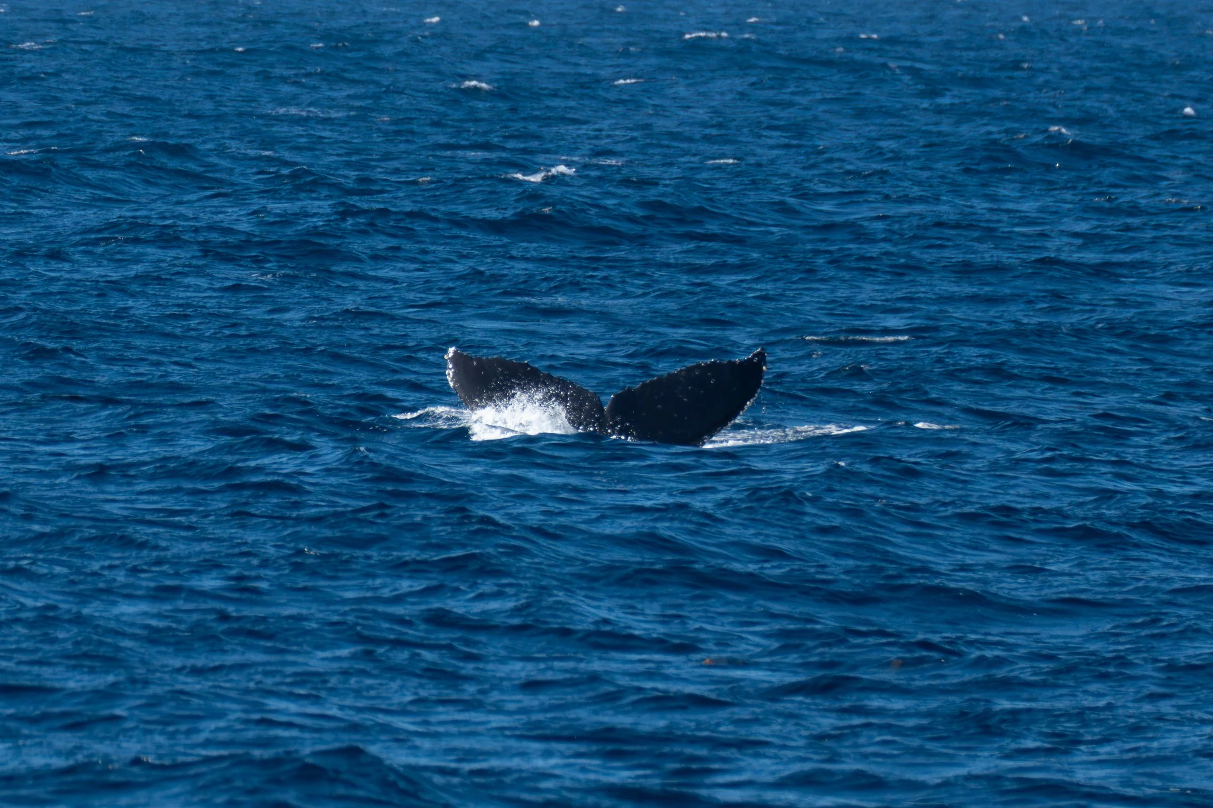 Humpback Whale 3.jpg