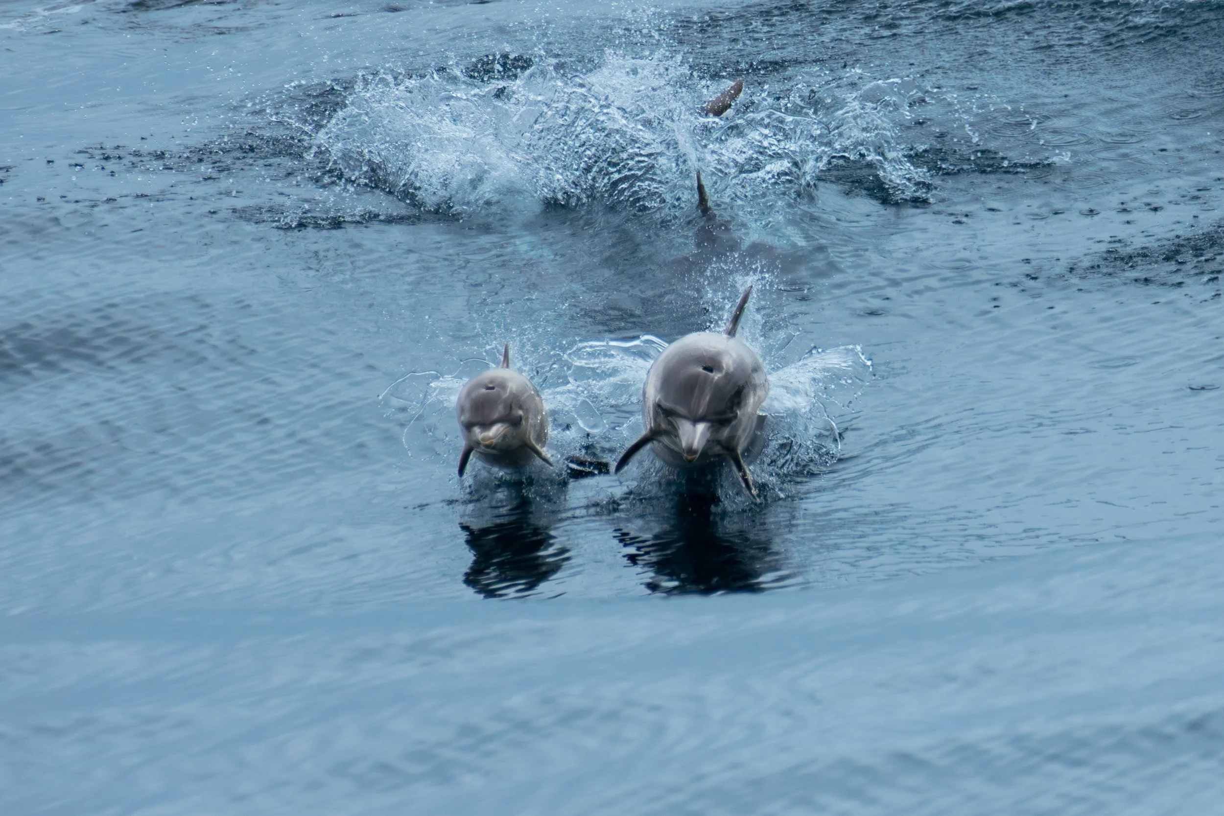 Mum and Calf - Calf Jumps.jpg