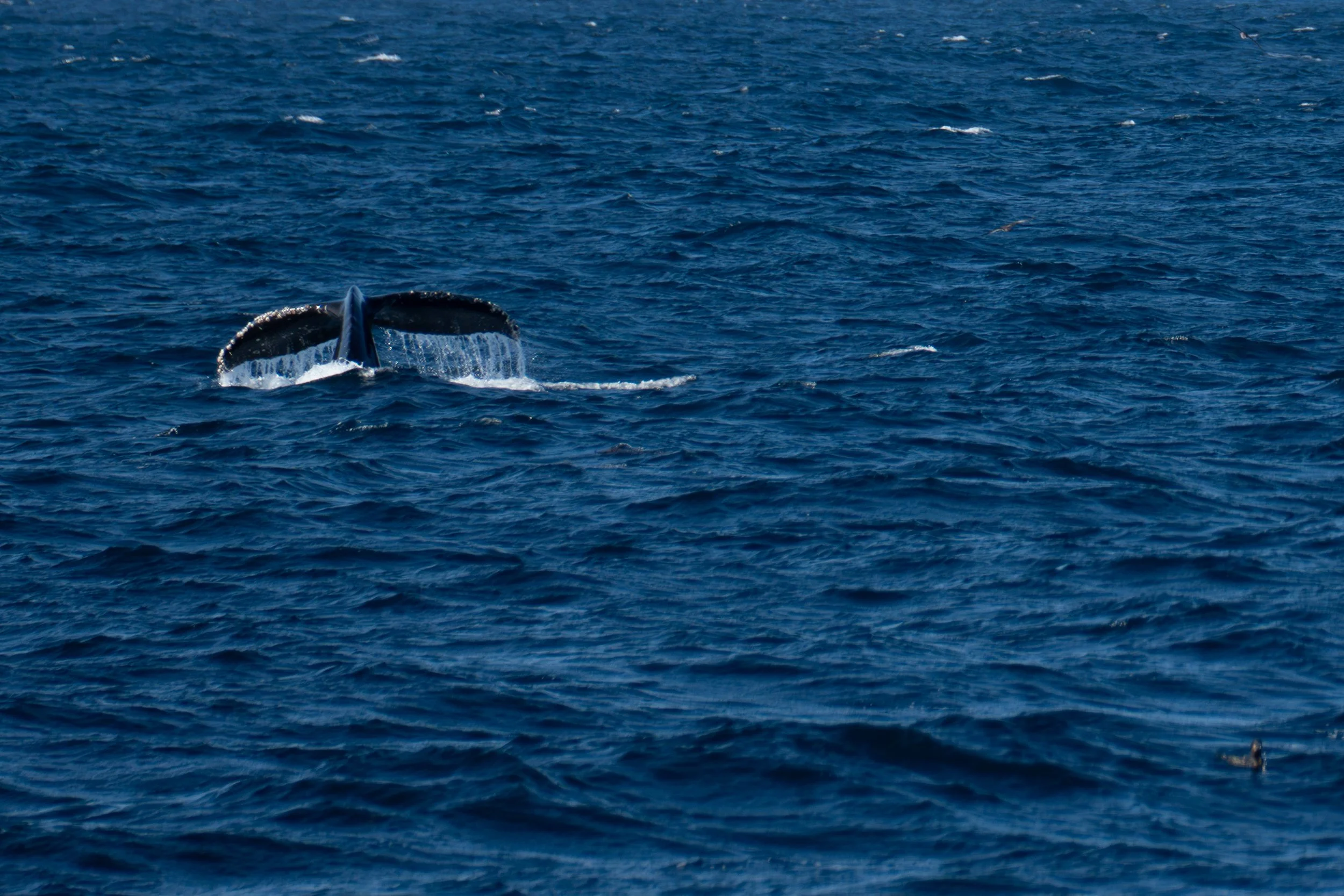 Humpback Whale 1.jpg