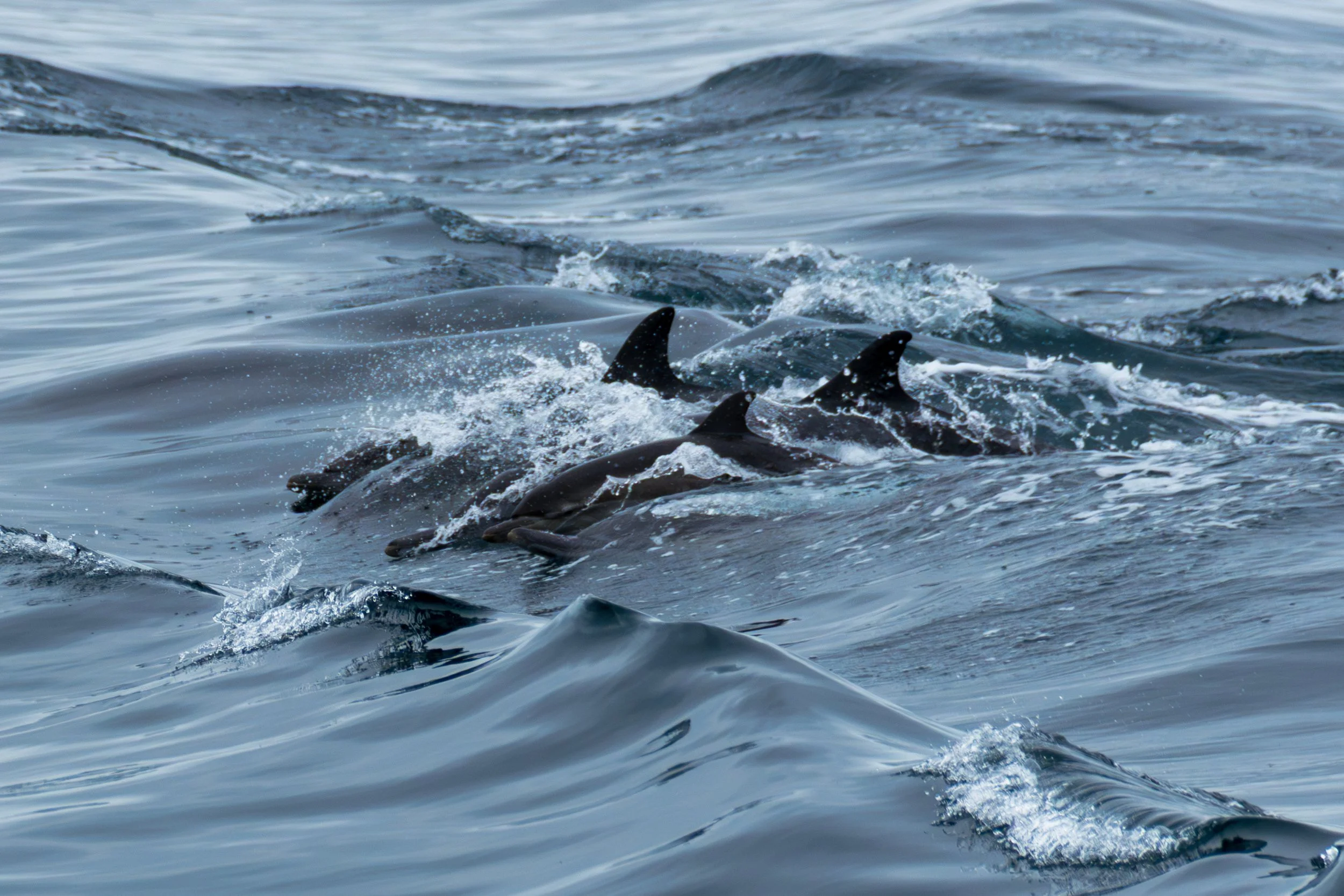 Common Dolphin Pods.jpg