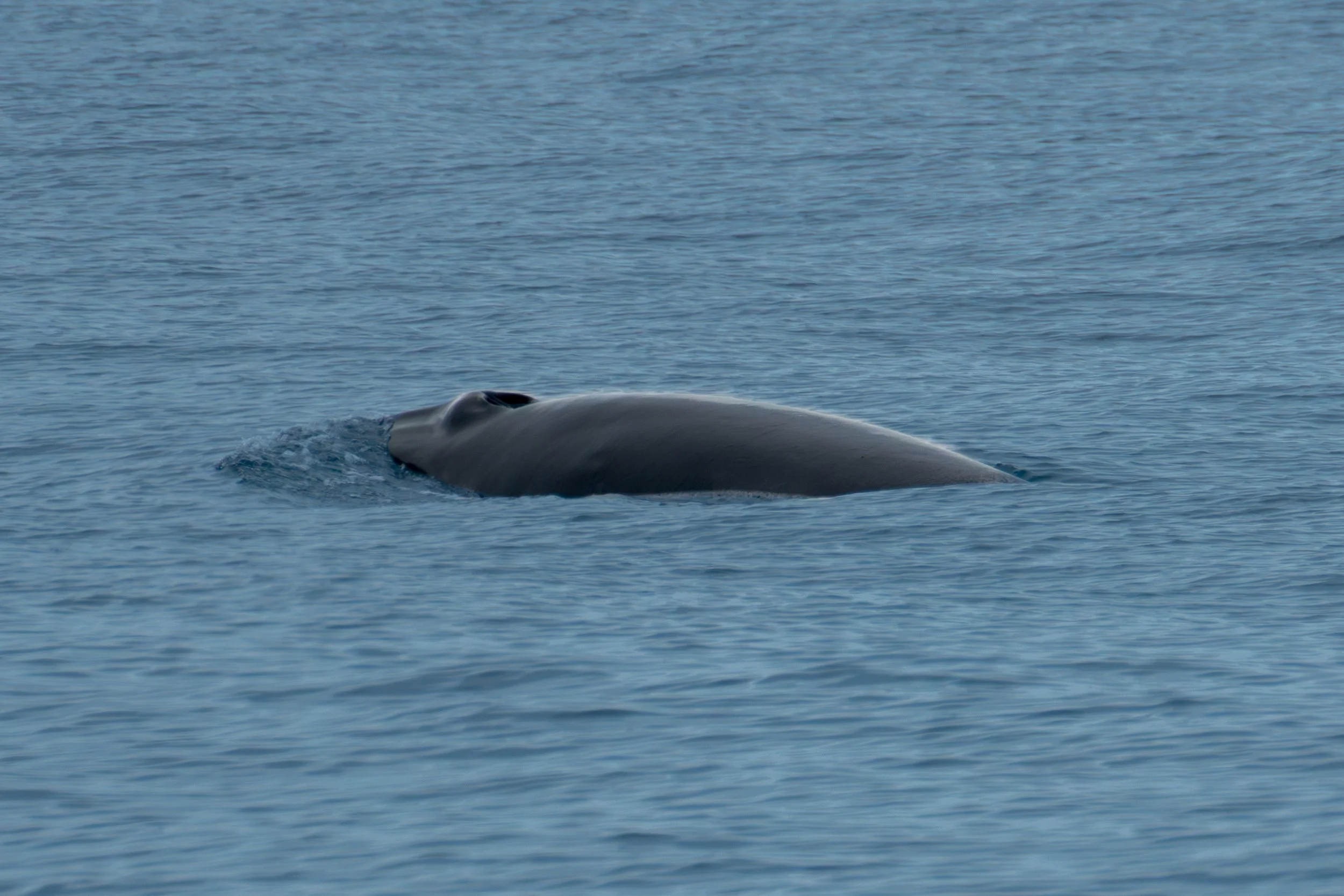 Mystery Whale Blowhole.jpg