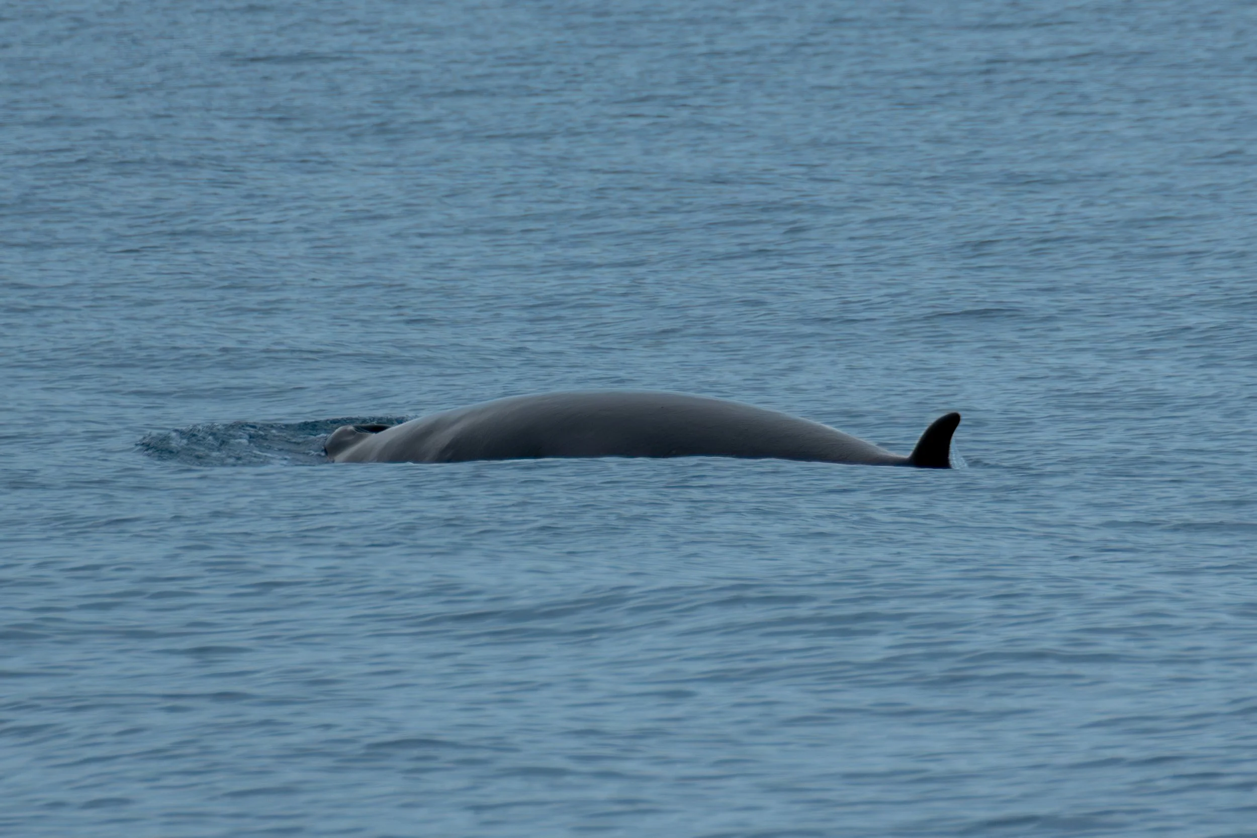 Mystery Whale Blowhole with Fin.jpg