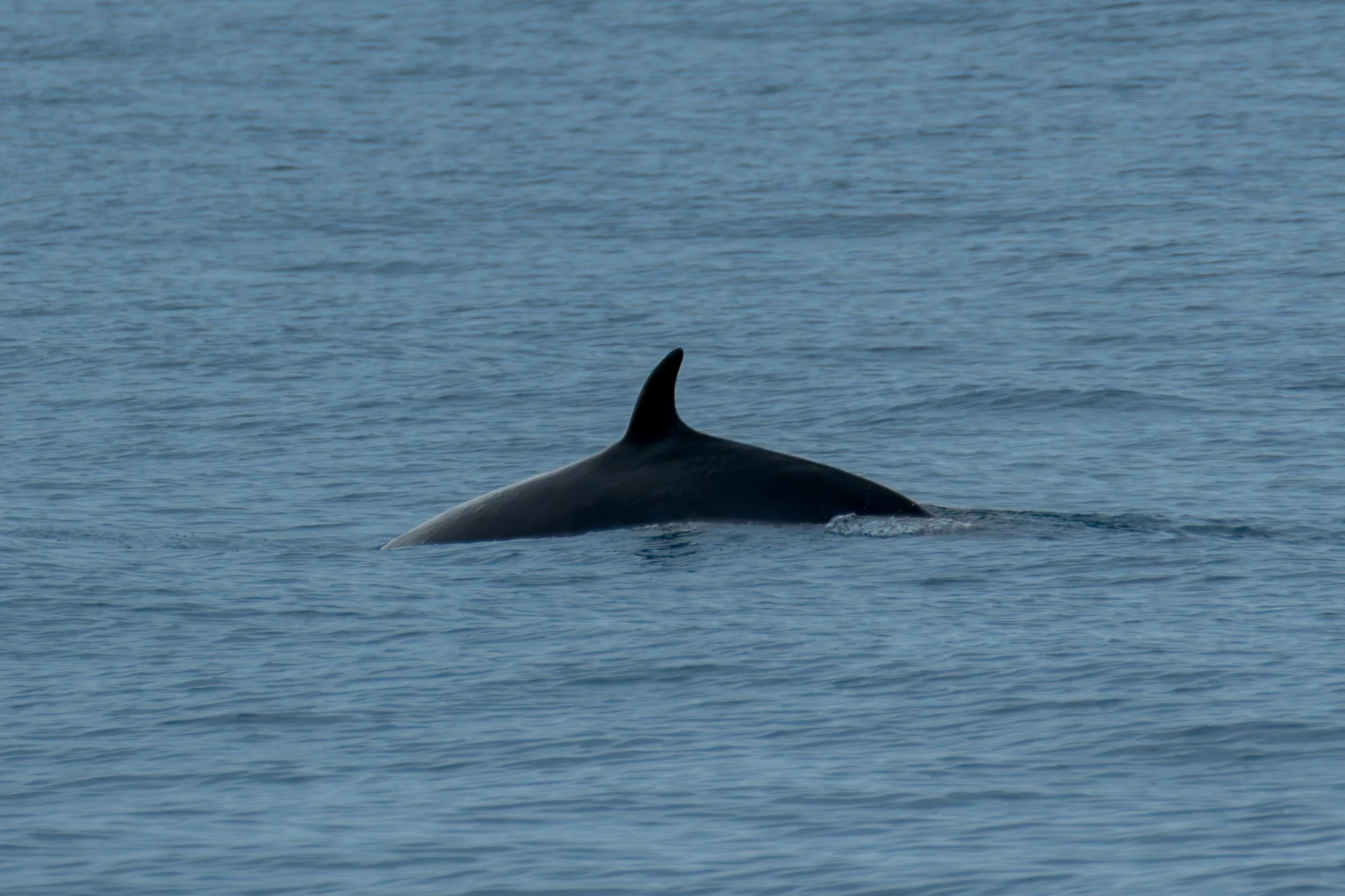 Mystery Whale.jpg