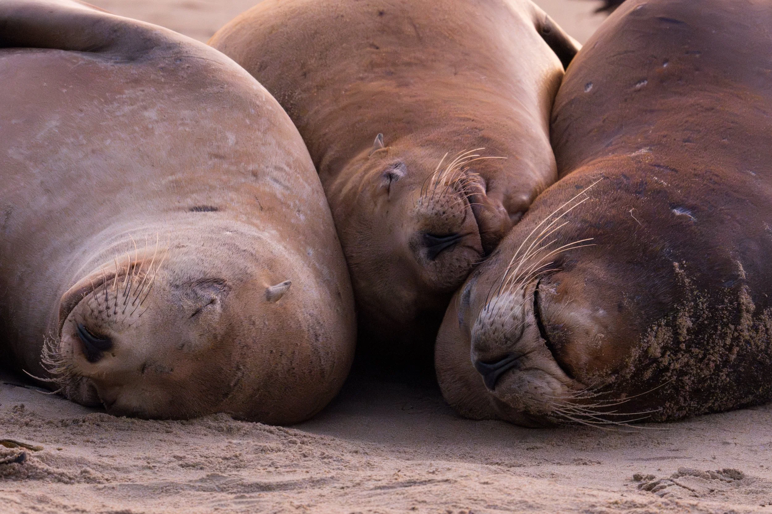 Beachside Slumber