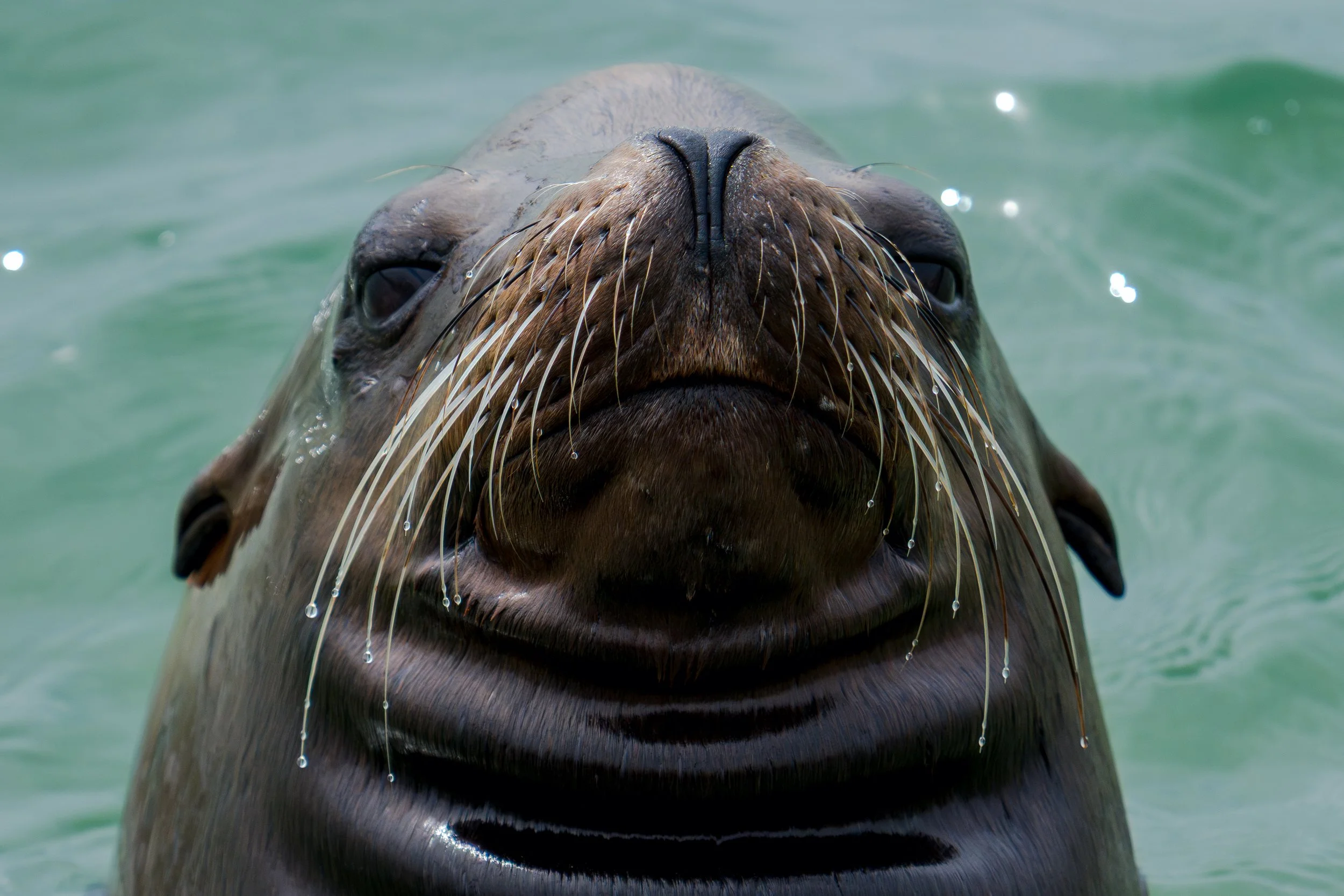 Whiskers & Waves