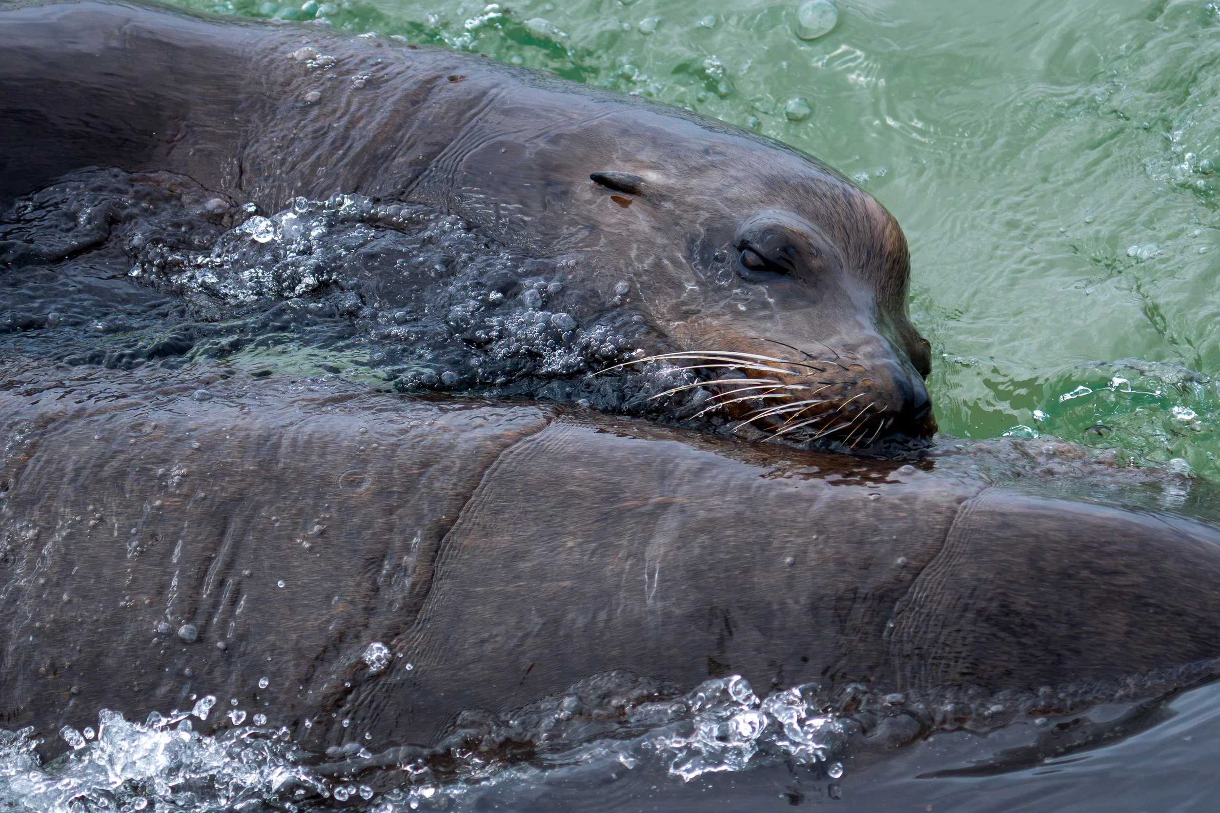 Resting on the Tide
