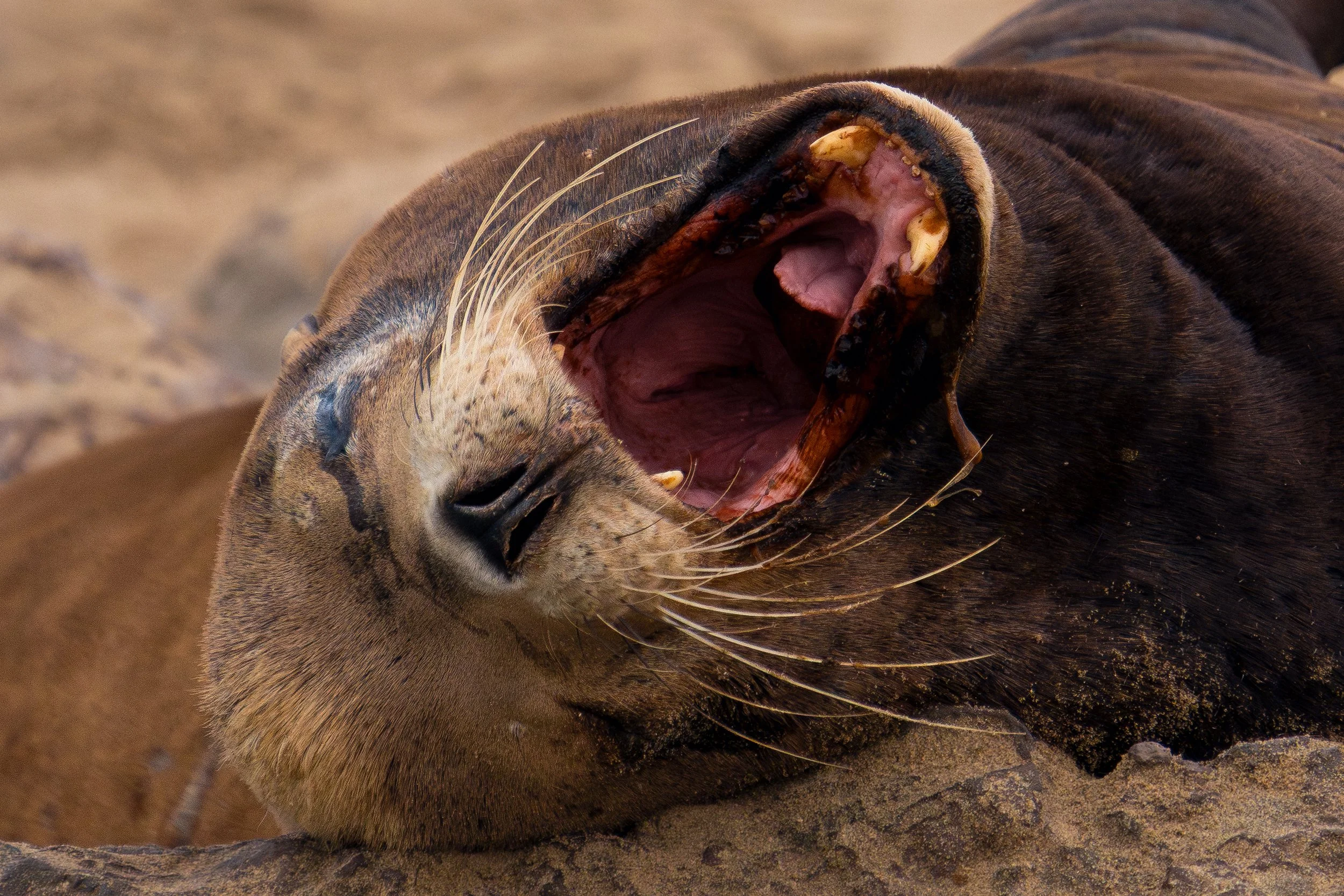 Big Yawn Theory
