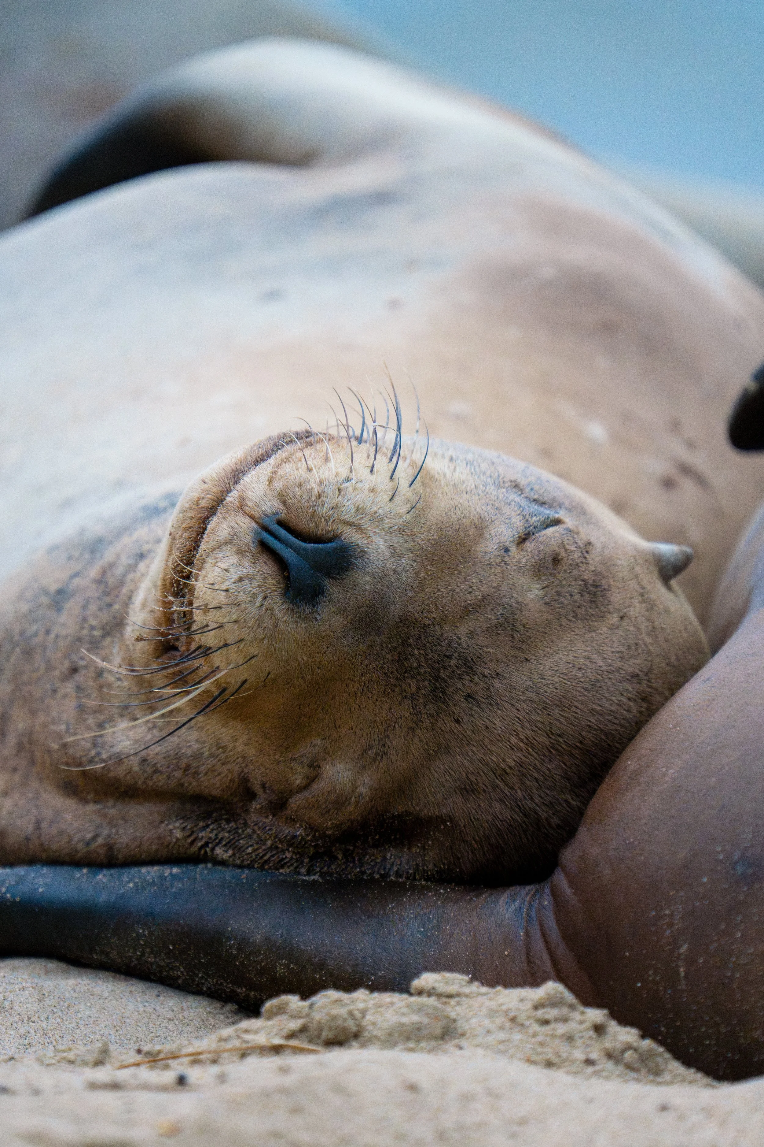 Sleeping in the Dunes