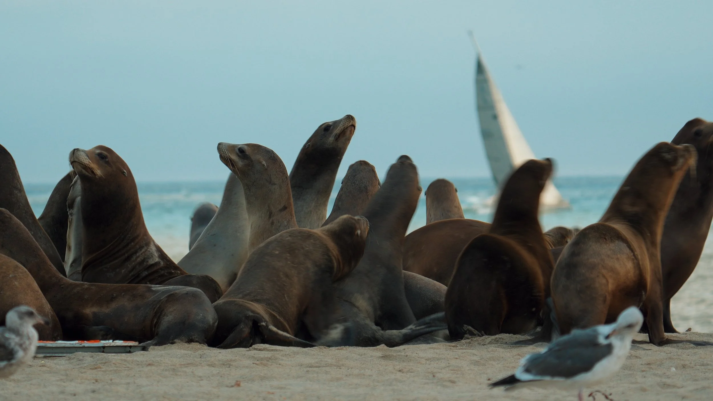 Whiskers in the Wild: Sea Lion Colony in Motion at Silver Strand Beach
