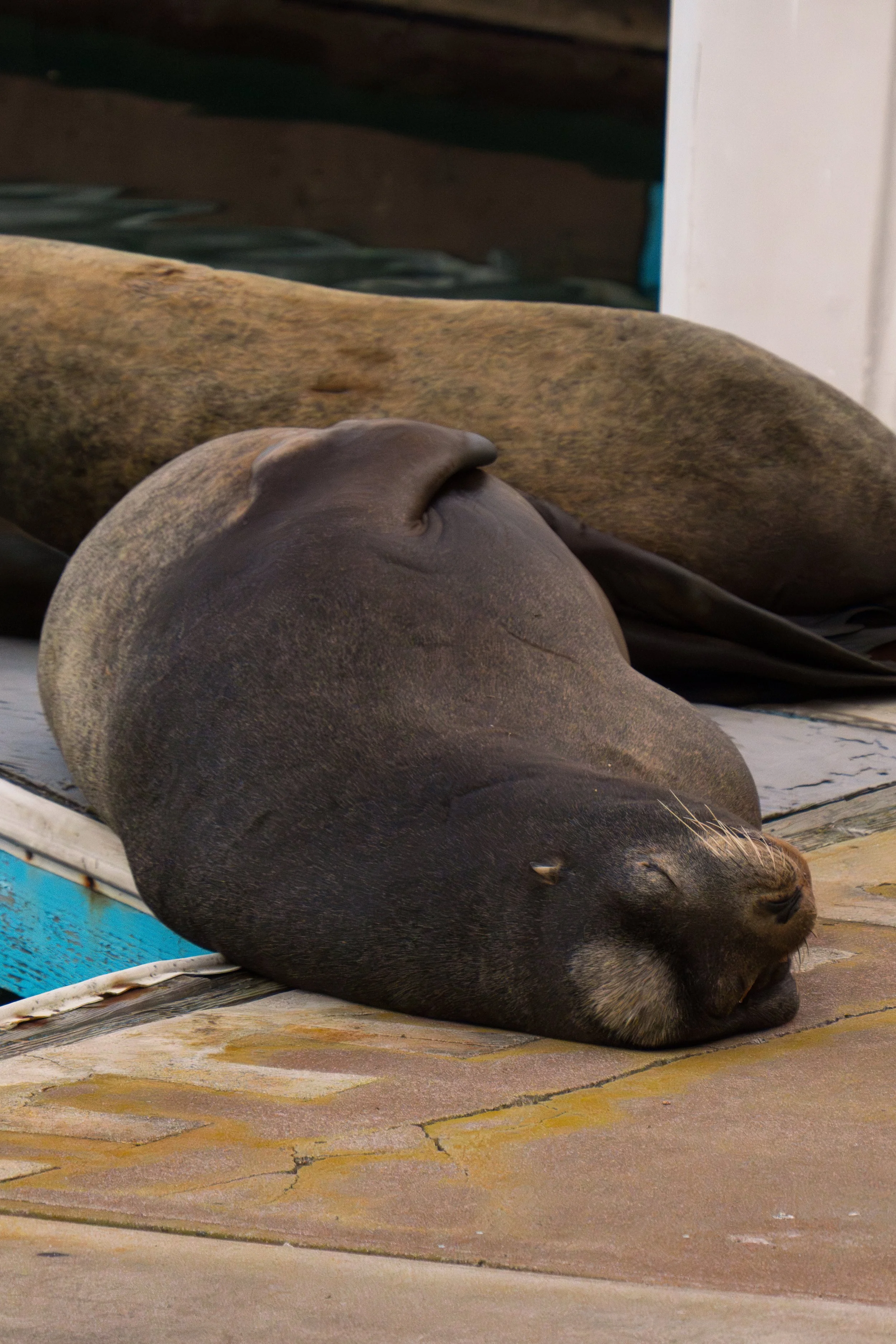 sea-lion-dockside-rest..jpg