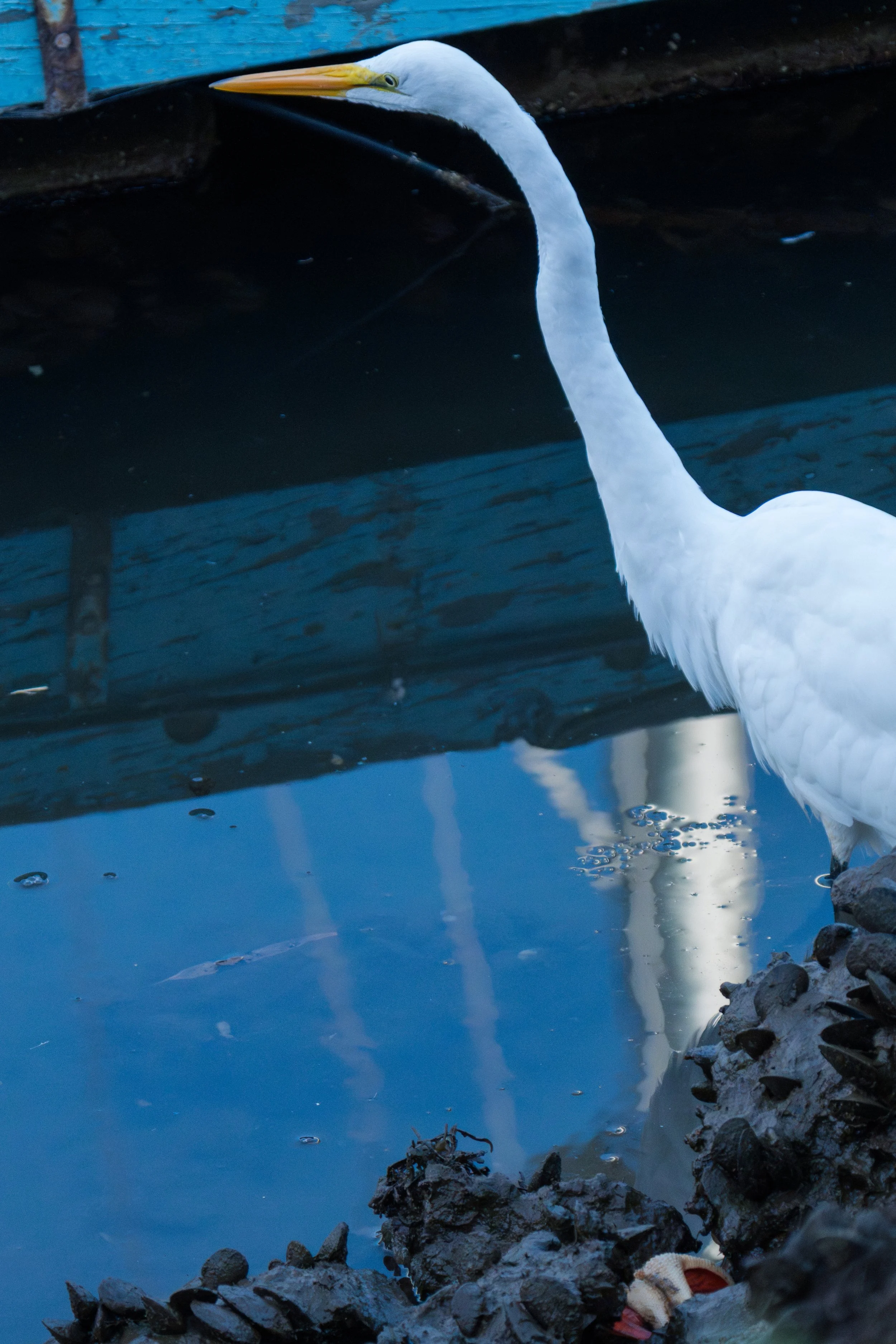 great-egret-with-bat-star-downres.jpeg