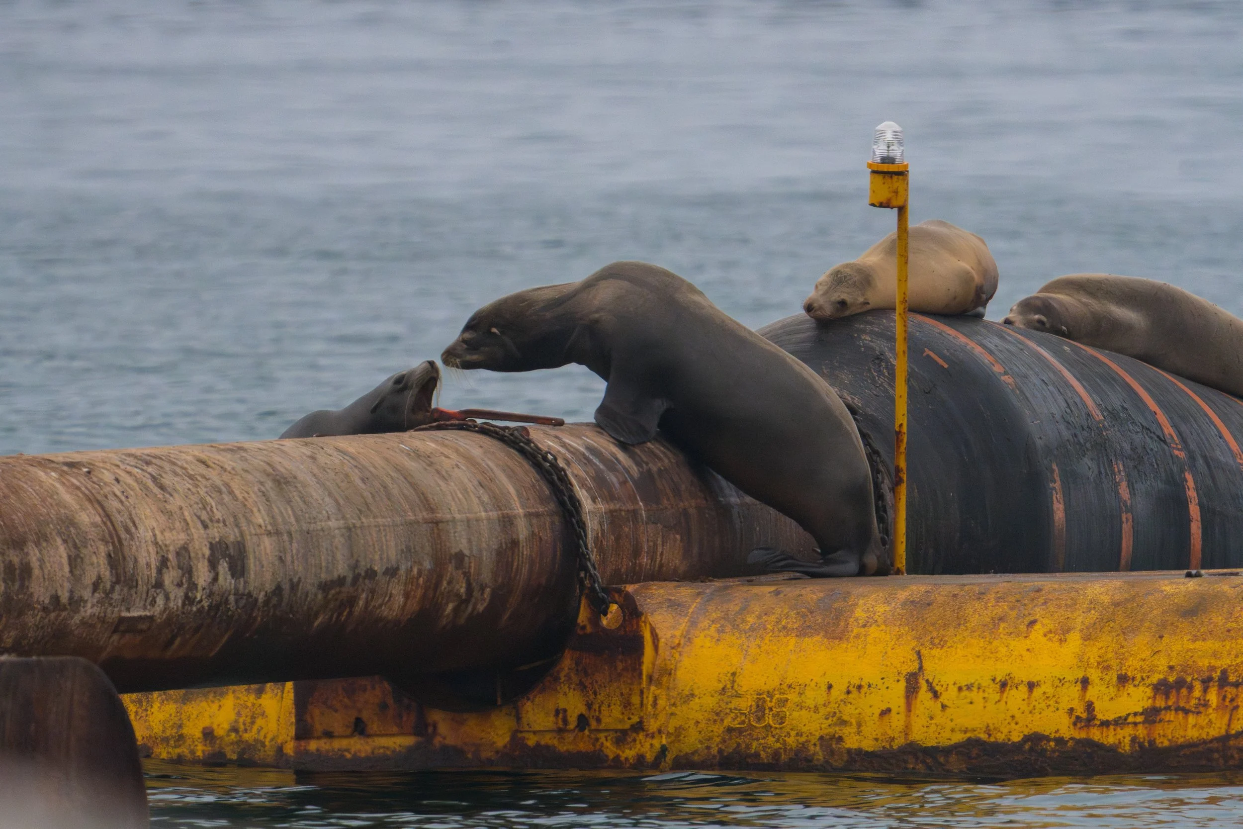 sea-lions-greeting-on-pipe-downres.jpeg