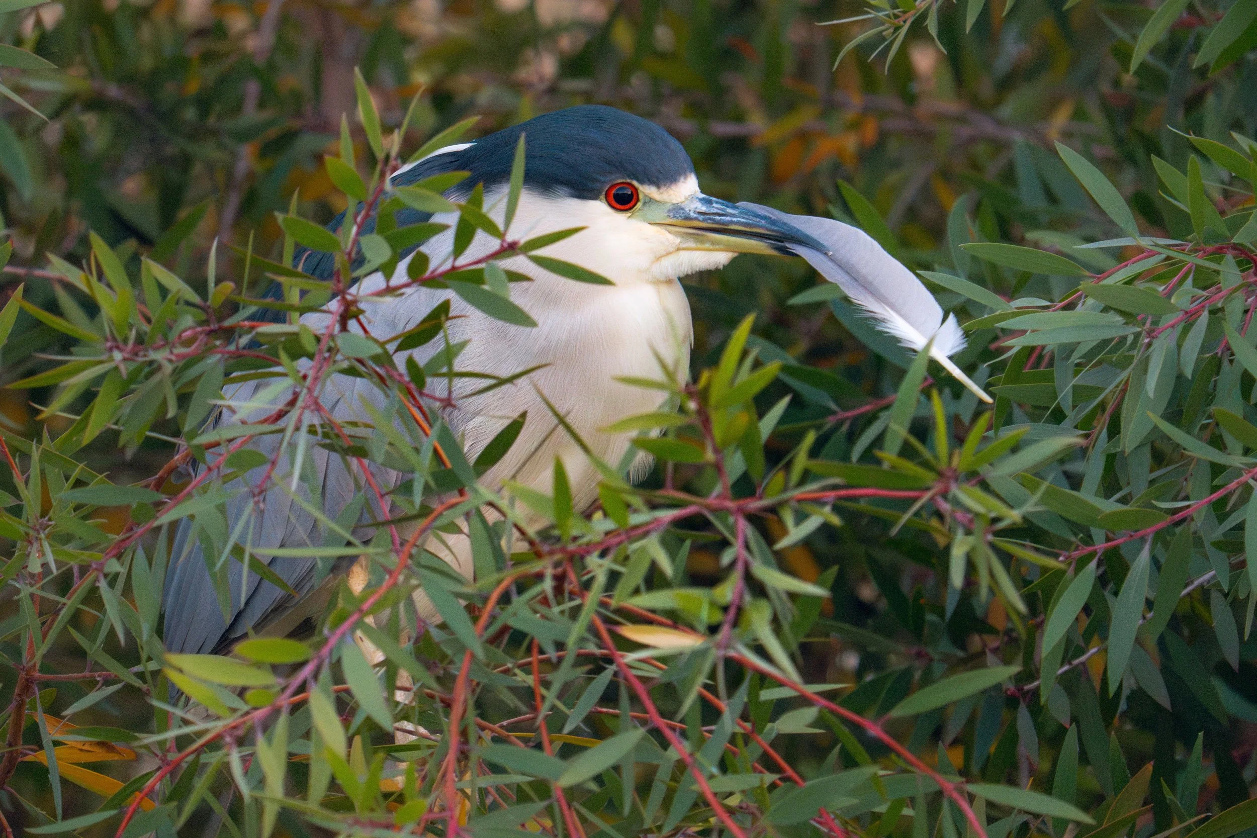 night-heron-with-feather-lowres.jpeg