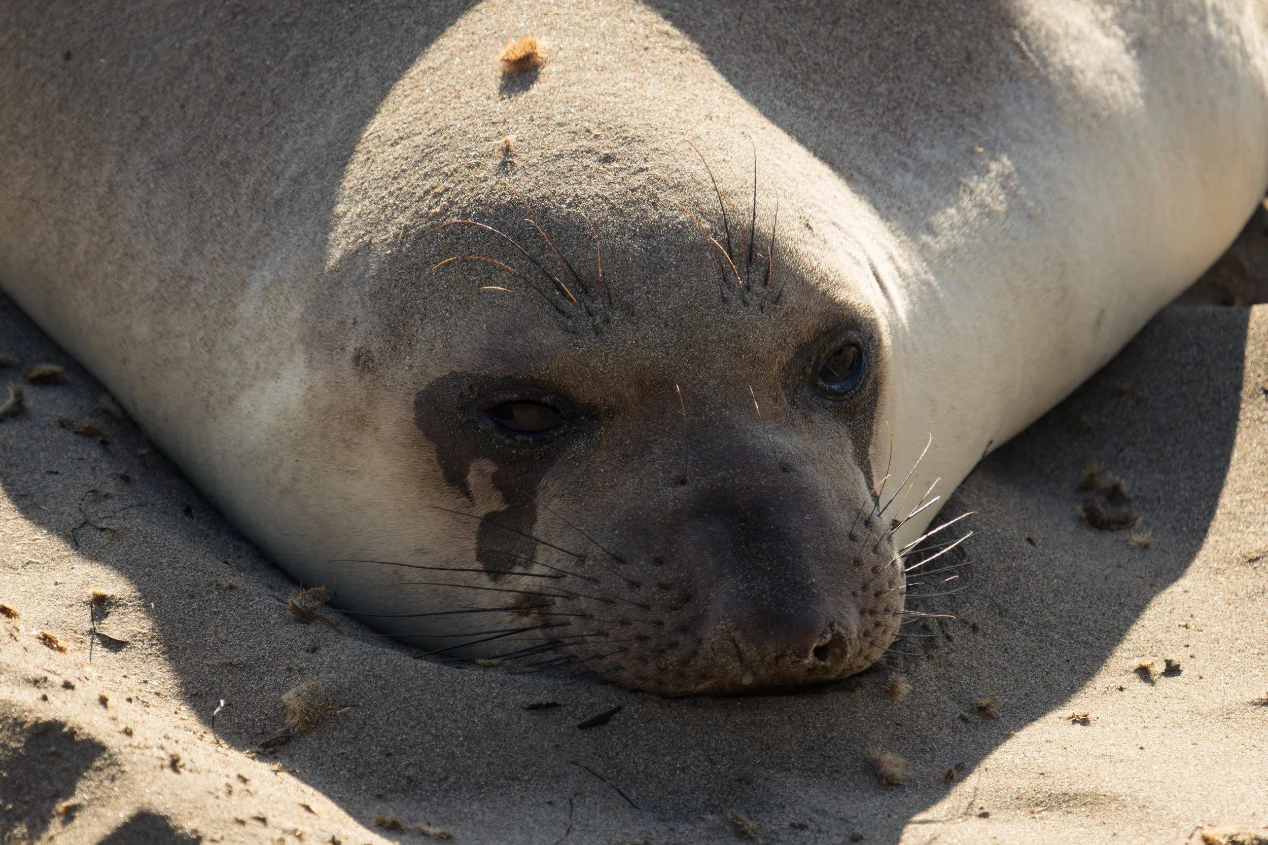 elephant-seal-resting-sand-face.jpg