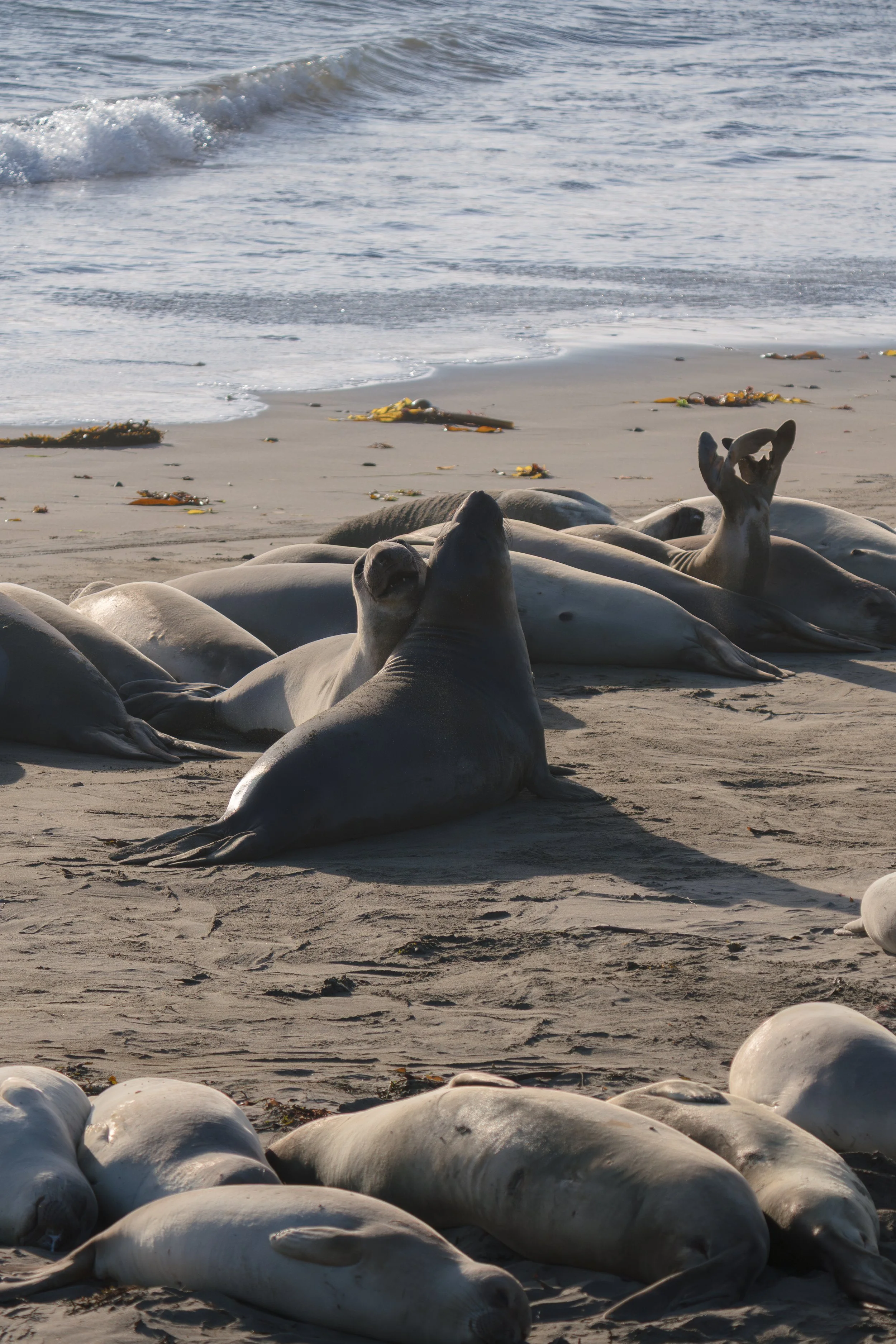 sparring-seals-flippers-up-vertical.jpg