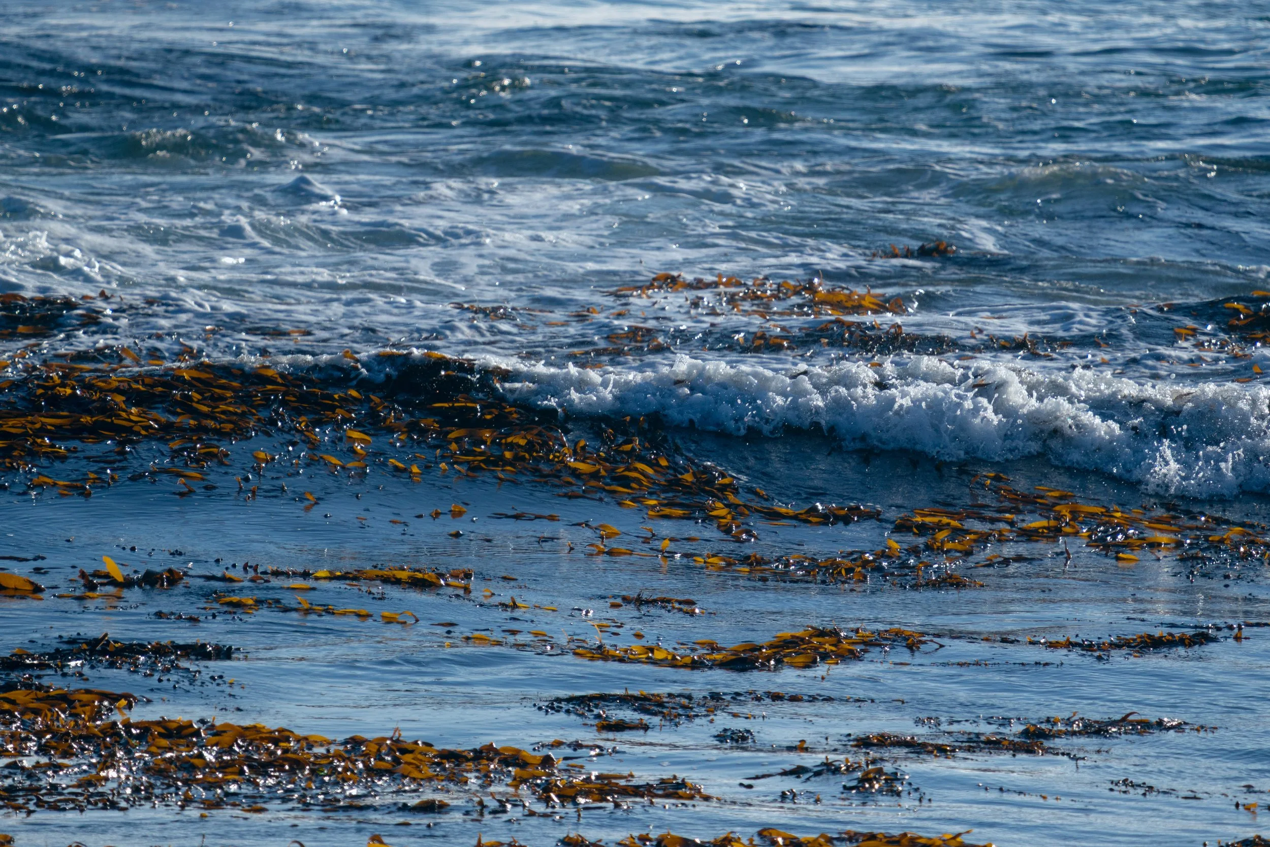 texture-of-the-tide-piedras-blancas.jpg