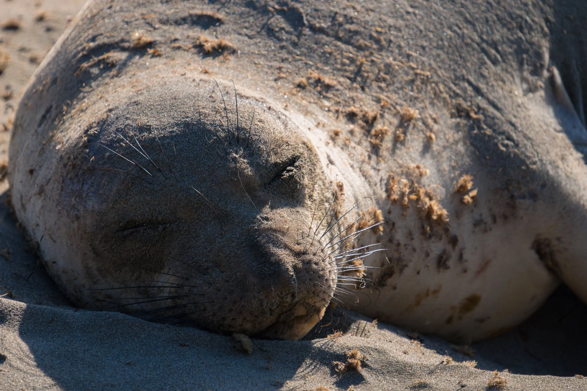 sand-covered-sleeper-elephant-seal-piedras.jpg