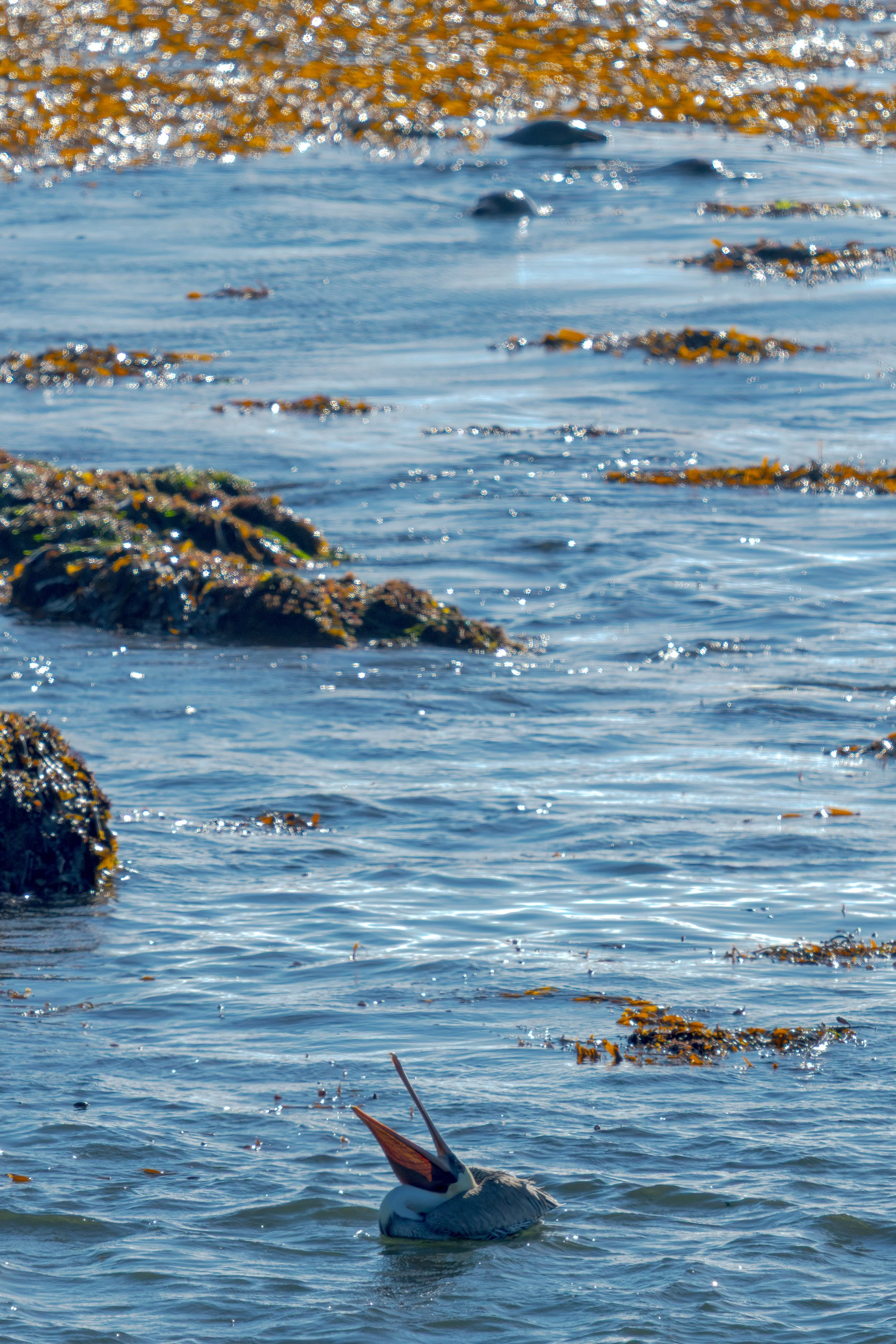 pelican-in-kelp.jpg