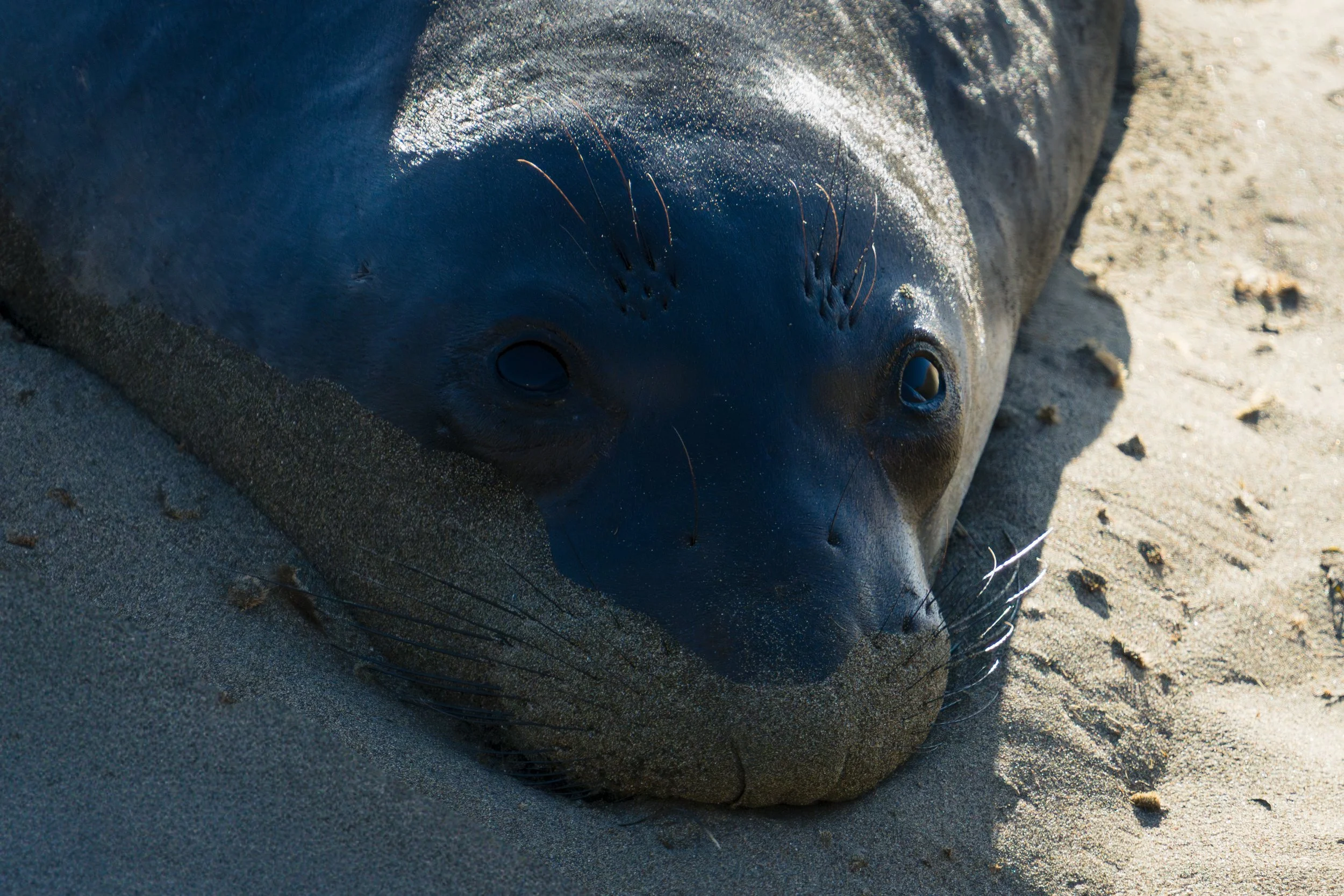 dark-elephant-seal-portrait.jpg