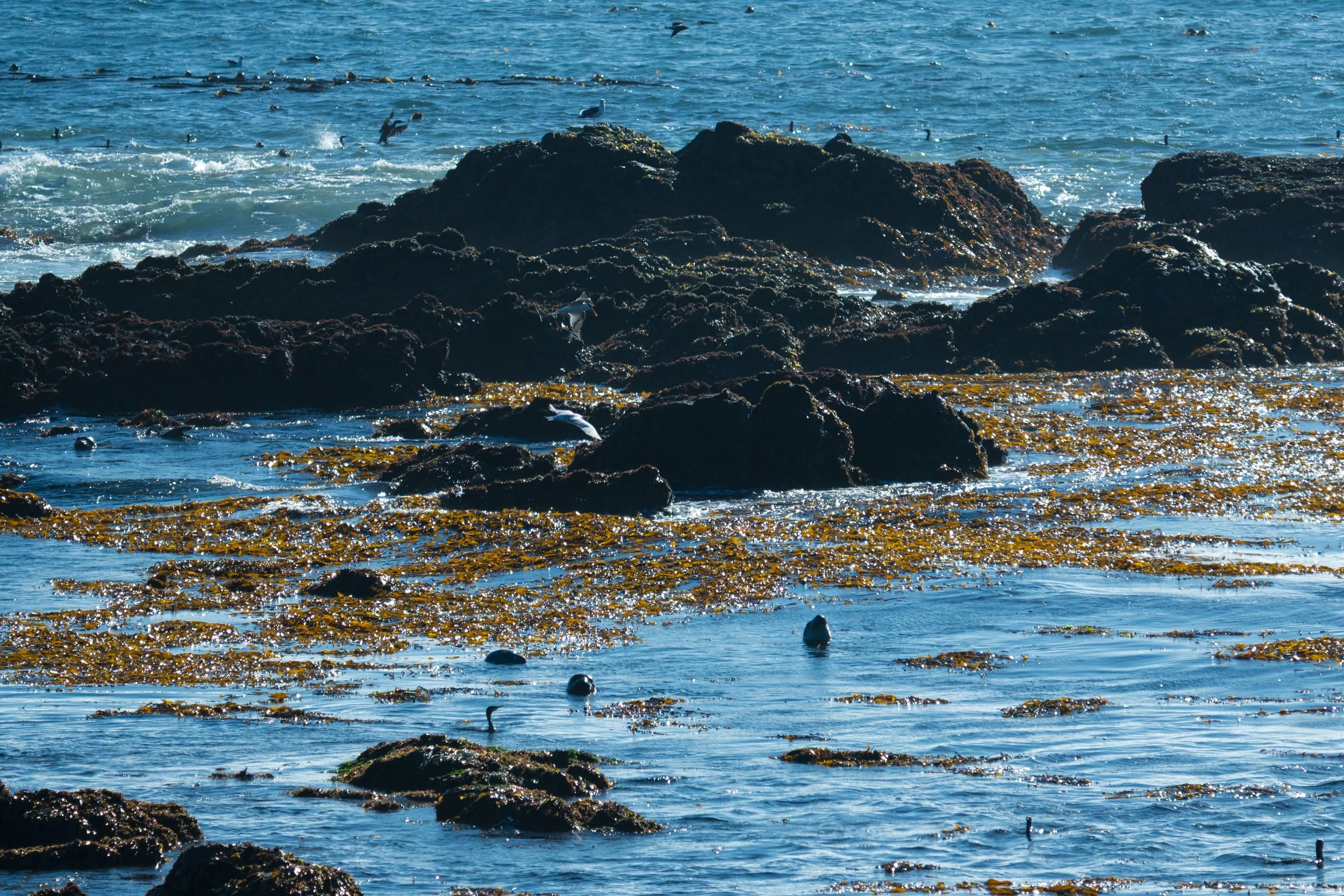 kelp-wash-wave-front-piedras.jpg
