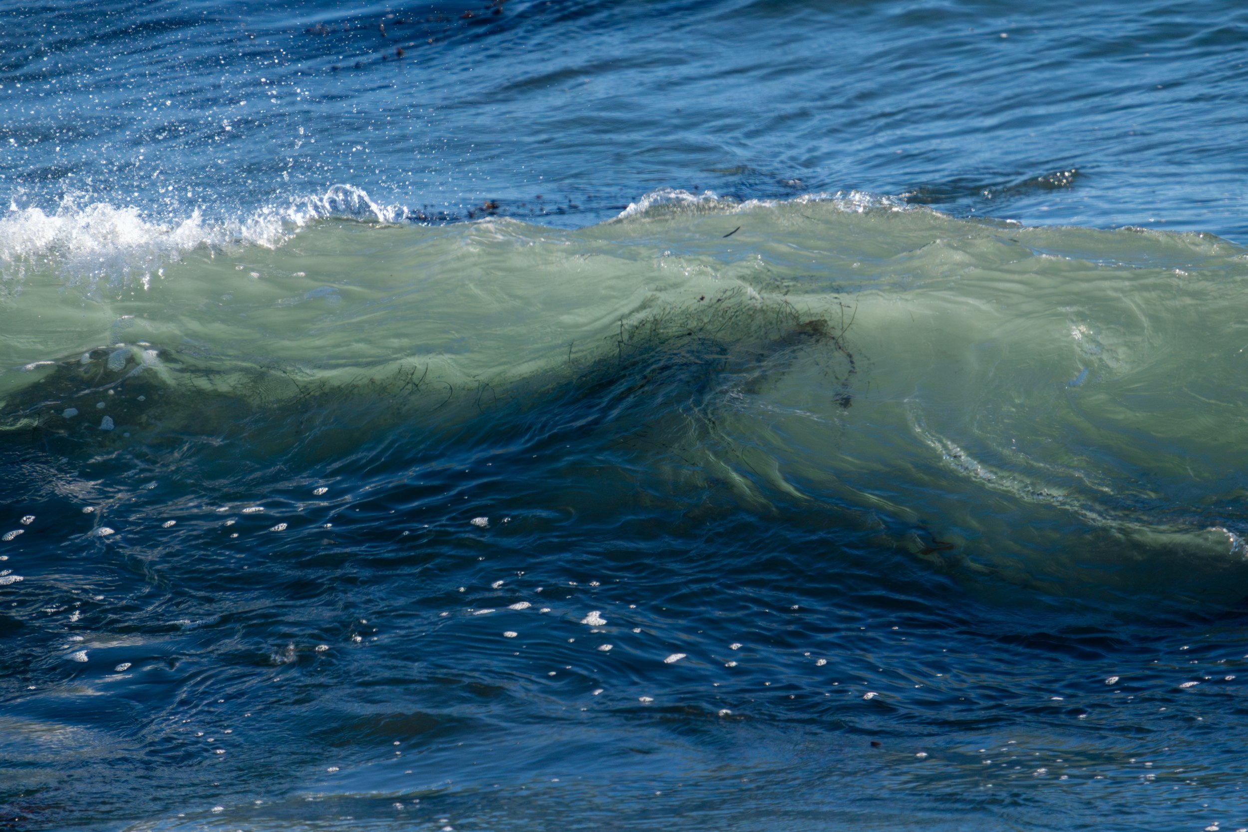 kelp-waves.jpg