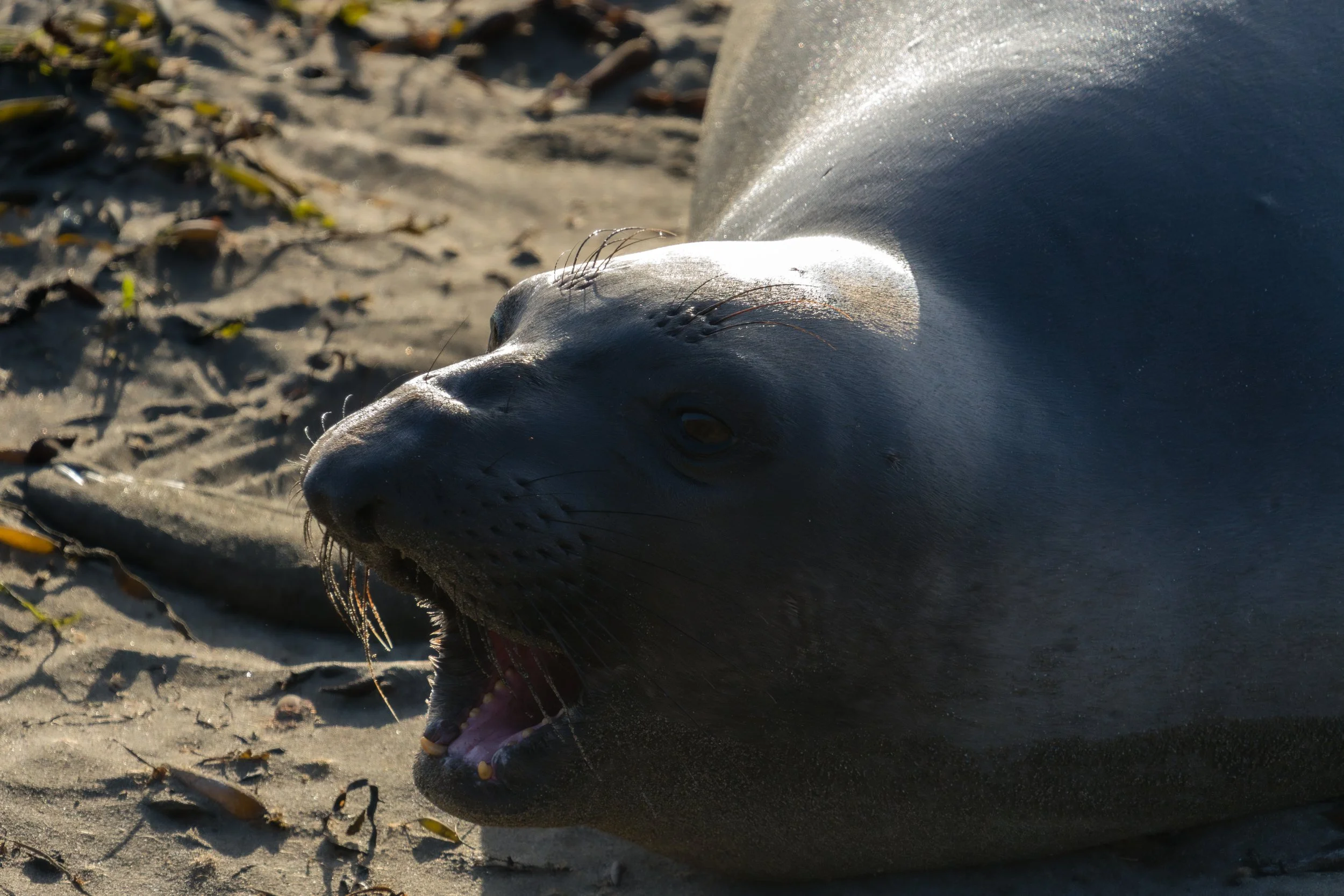 elephant-seal-yell.jpg