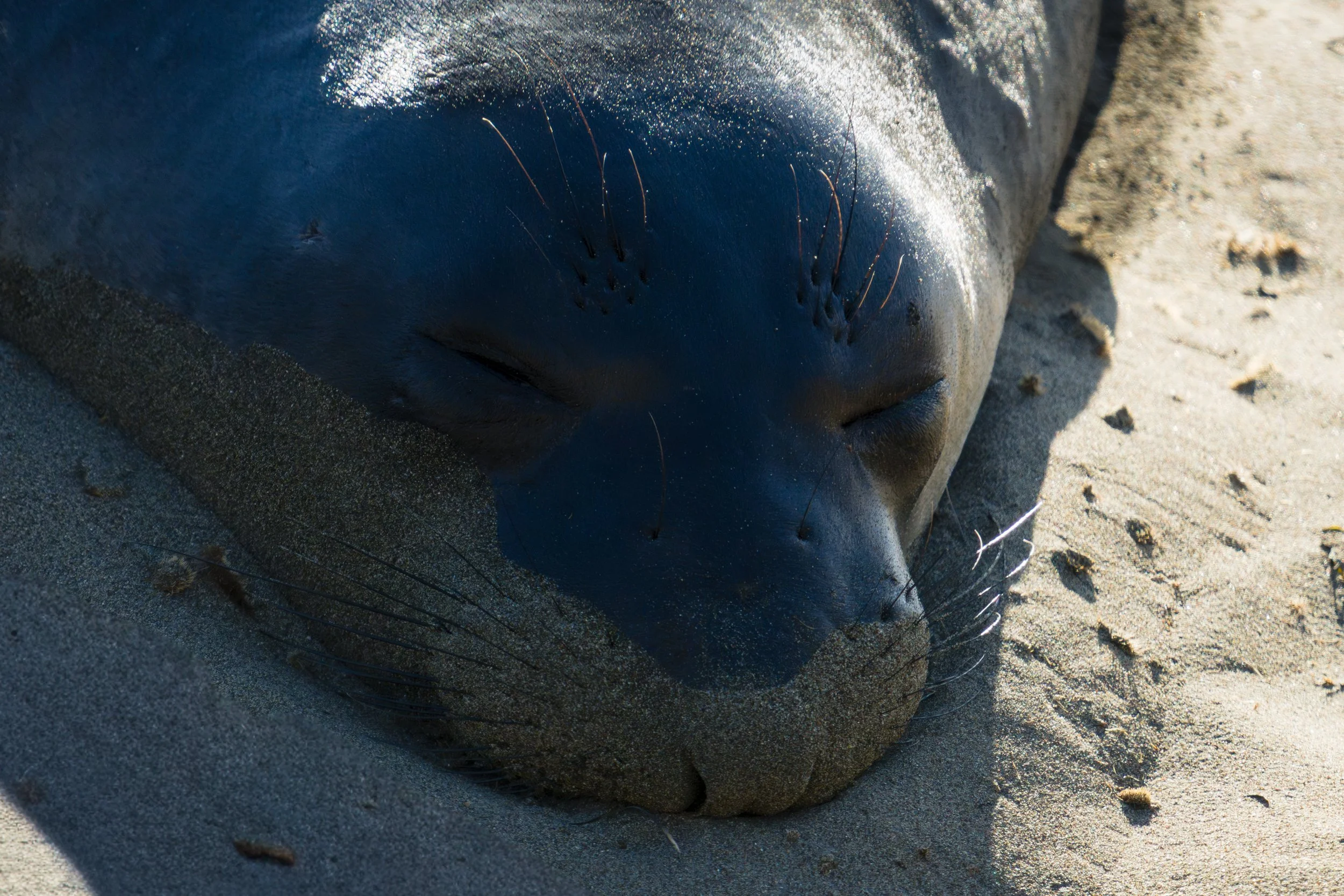 elephant-seal-resting-dark-face.jpg