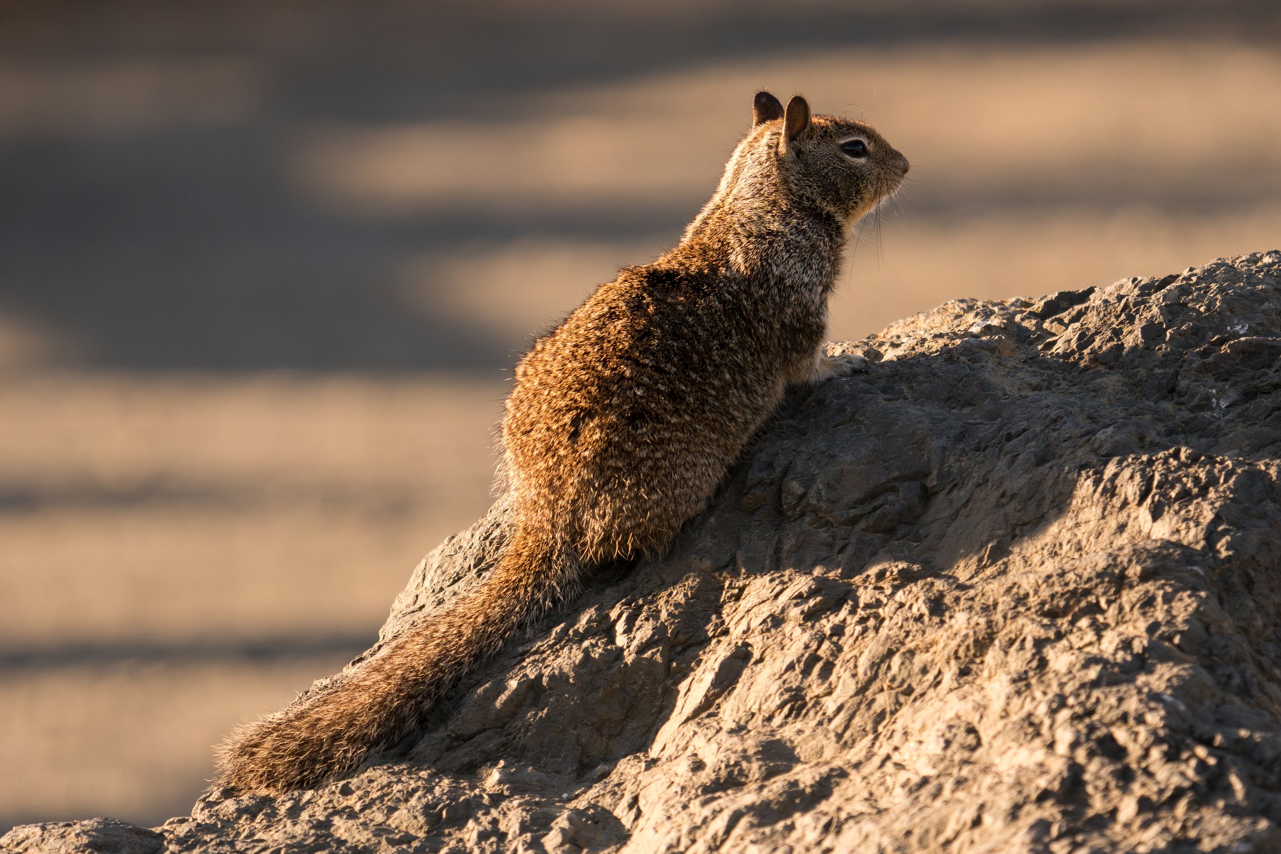 ground-squirrel-on-rock.jpg